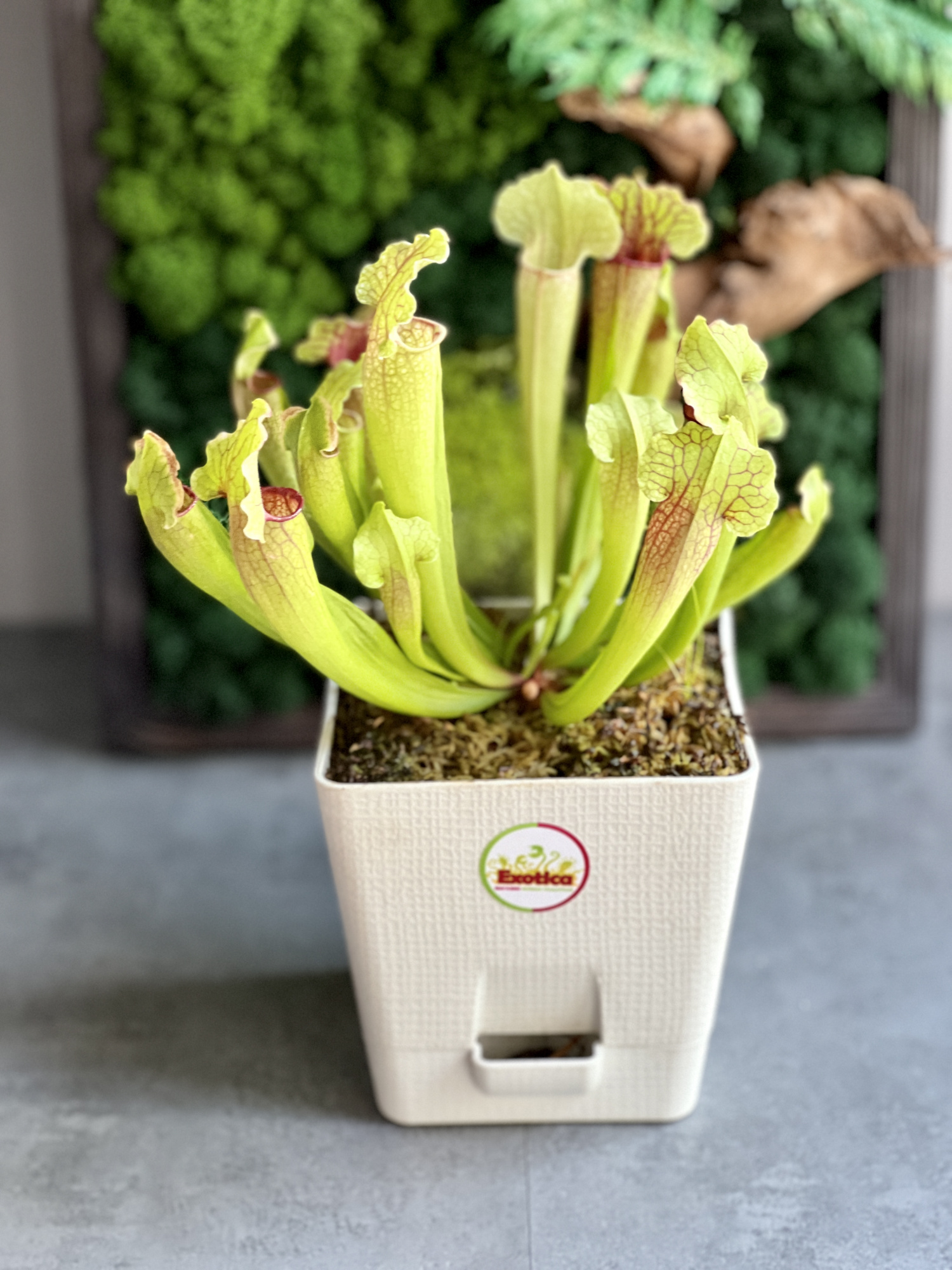 Саррацения Фиона (Sarracenia Philadelphia) пересаженная D15см