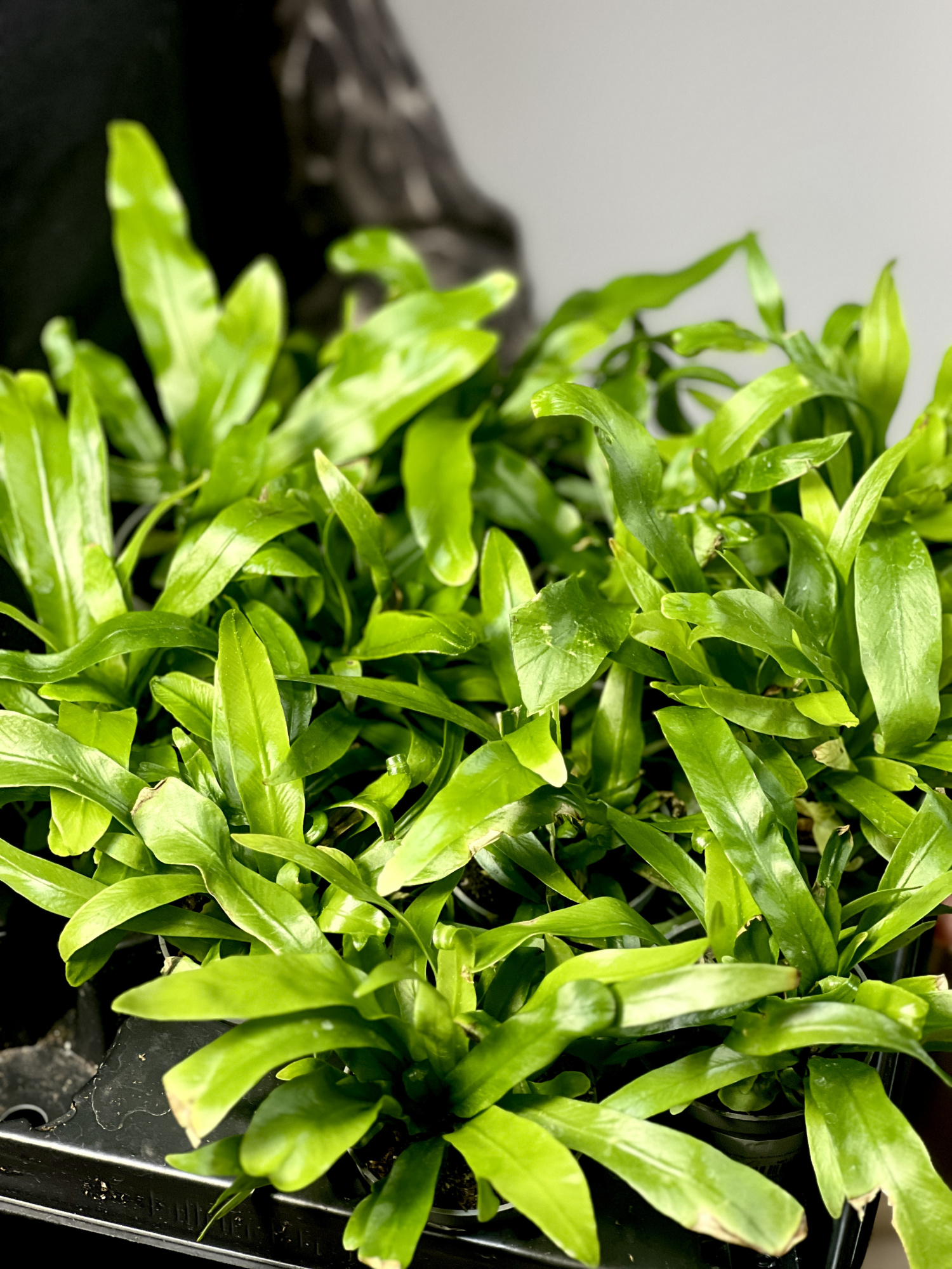 Асплениум Антикум (Asplenium Antiquum) D6см