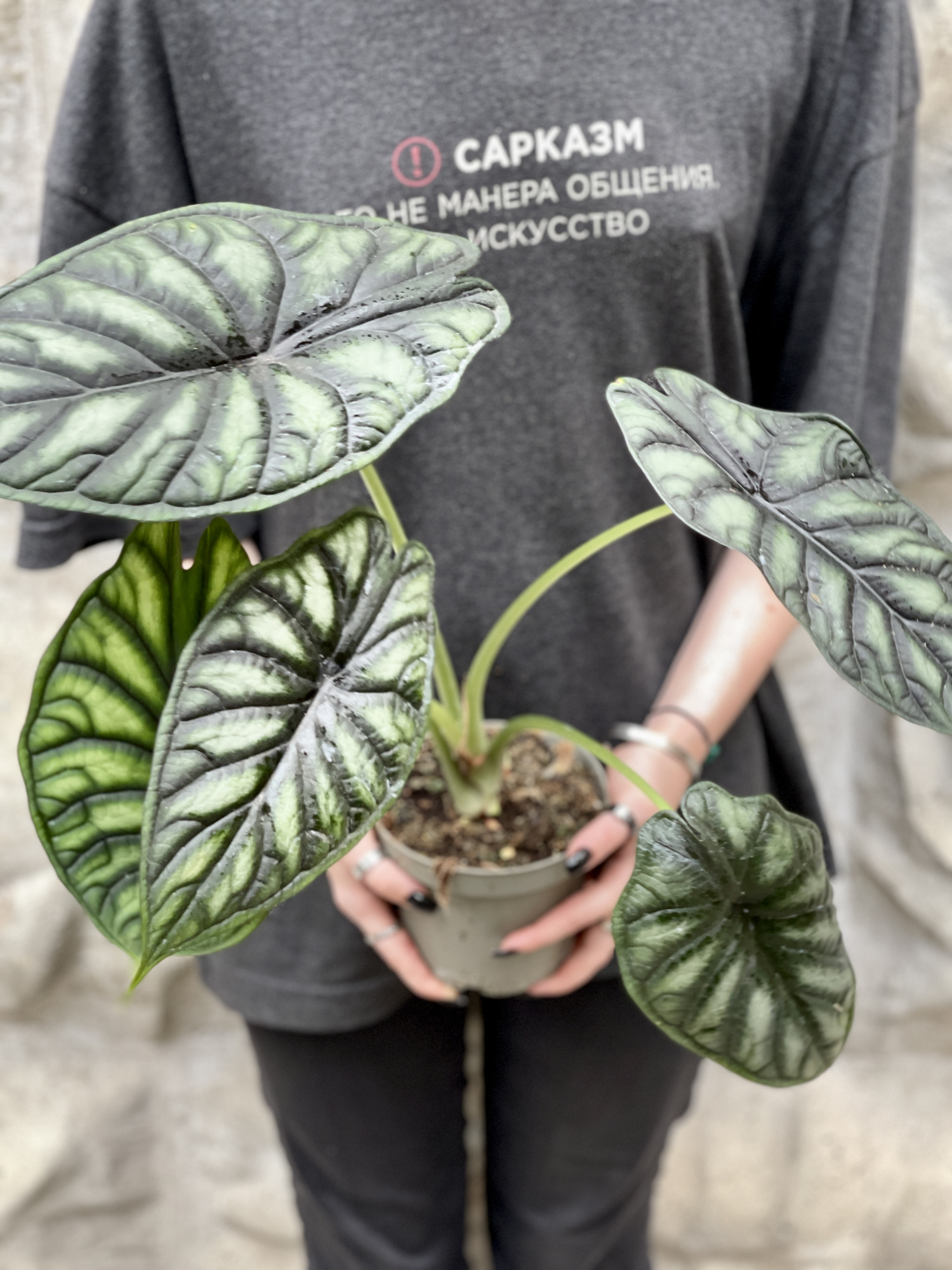 Алоказия Драгон Скейл (Alocasia Dragon Scale) D11см