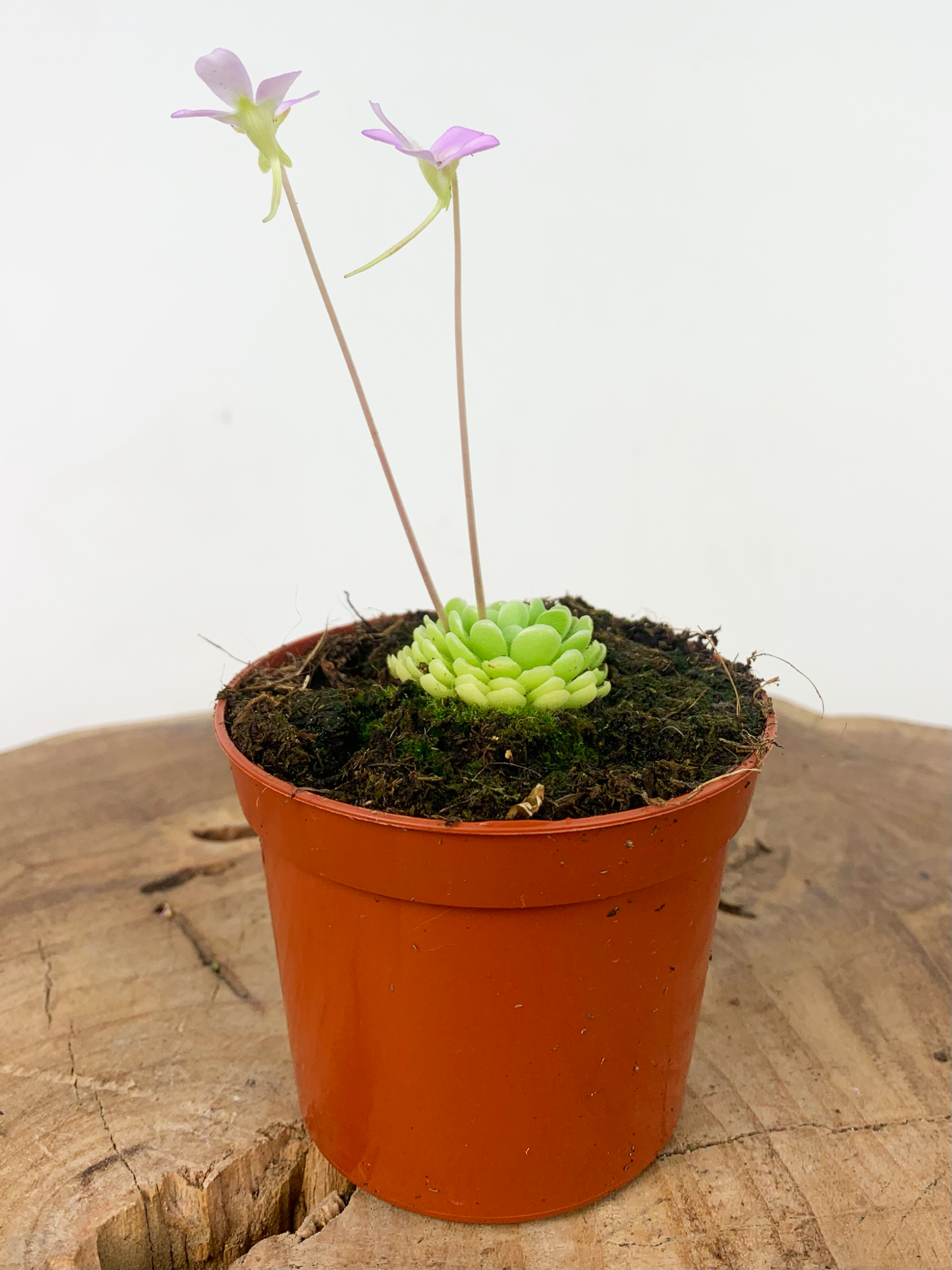 Жирянка Эссериана (Pinguicula Esseriana) D9см