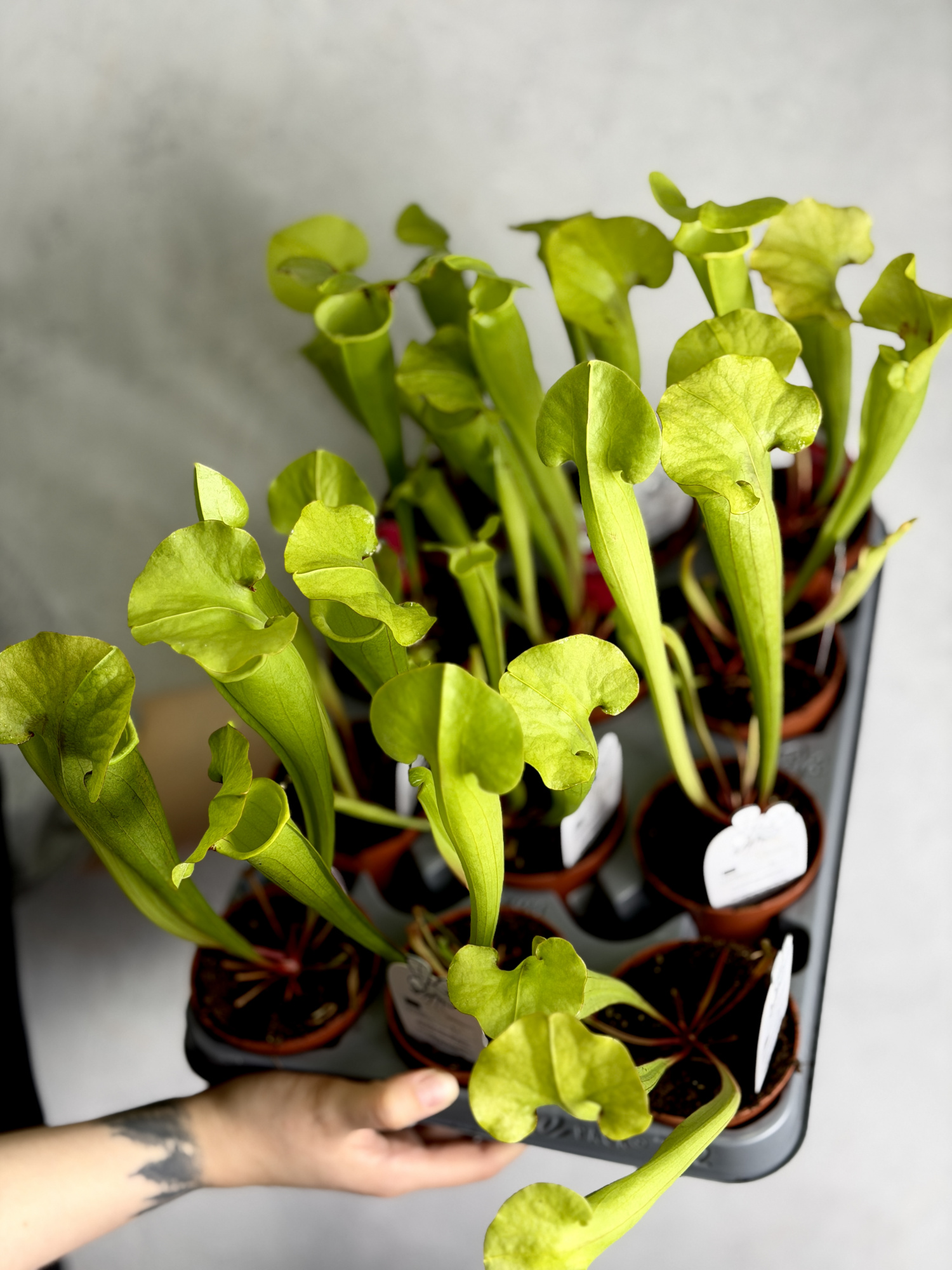 Саррацения Флава Гигантея (Sarracenia Flava Gigantea) D9см