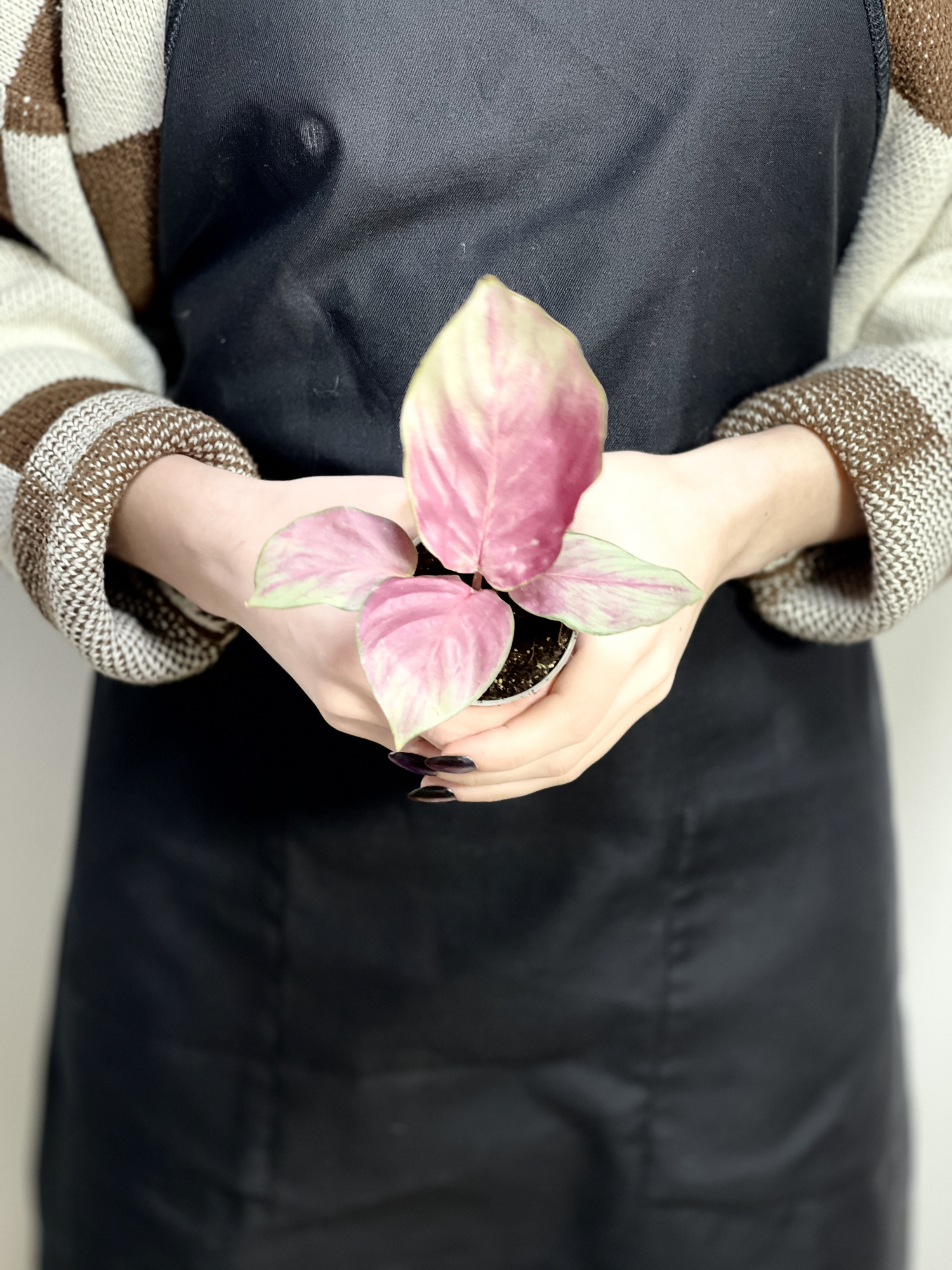 Калатея Сильвер Плейт (Calathea Silver Plate) D6см