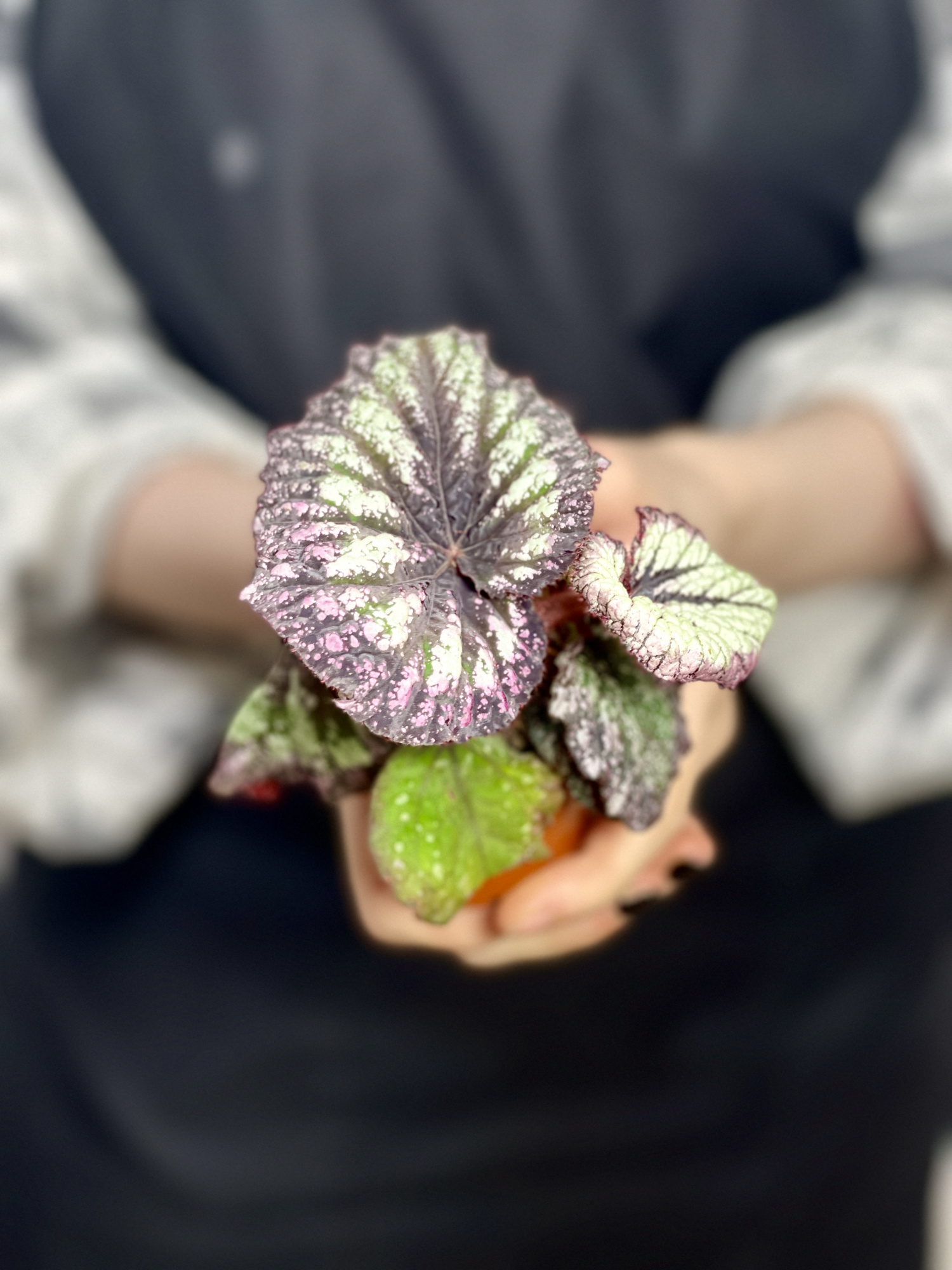 Бегония Рекс Файерворкс (Begonia Rex Fireworks) D6см