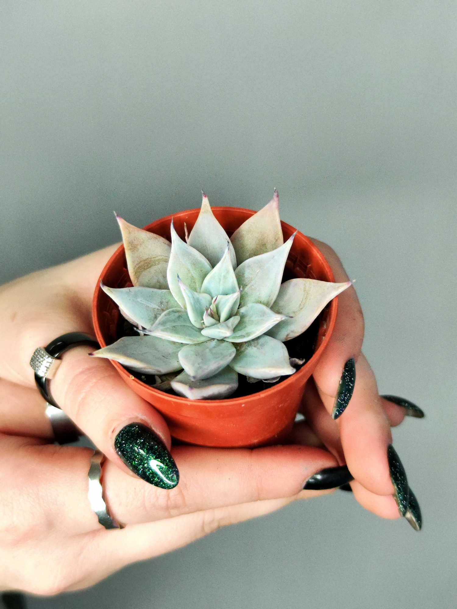 Эхеверия Куспидата Менчака (Echeveria Cuspidata Menchaca) D5см