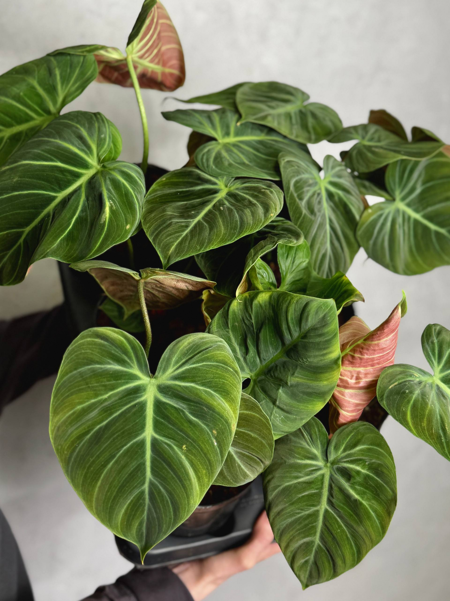 Филодендрон Эль Чоко Ред (Philodendron El Choco Red) D12см