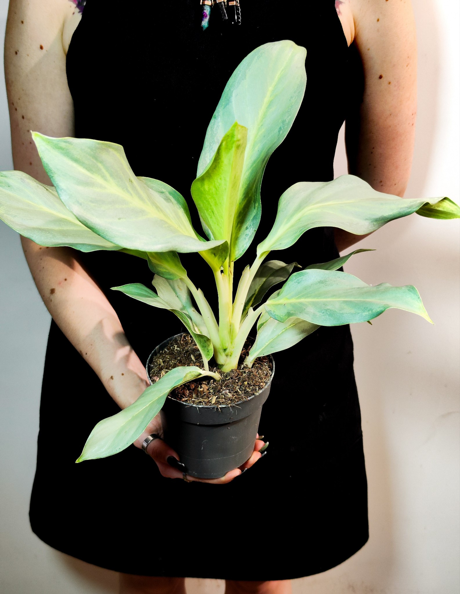 Аглаонема Аква Грин (Aglaonema Aqua Green) D12см