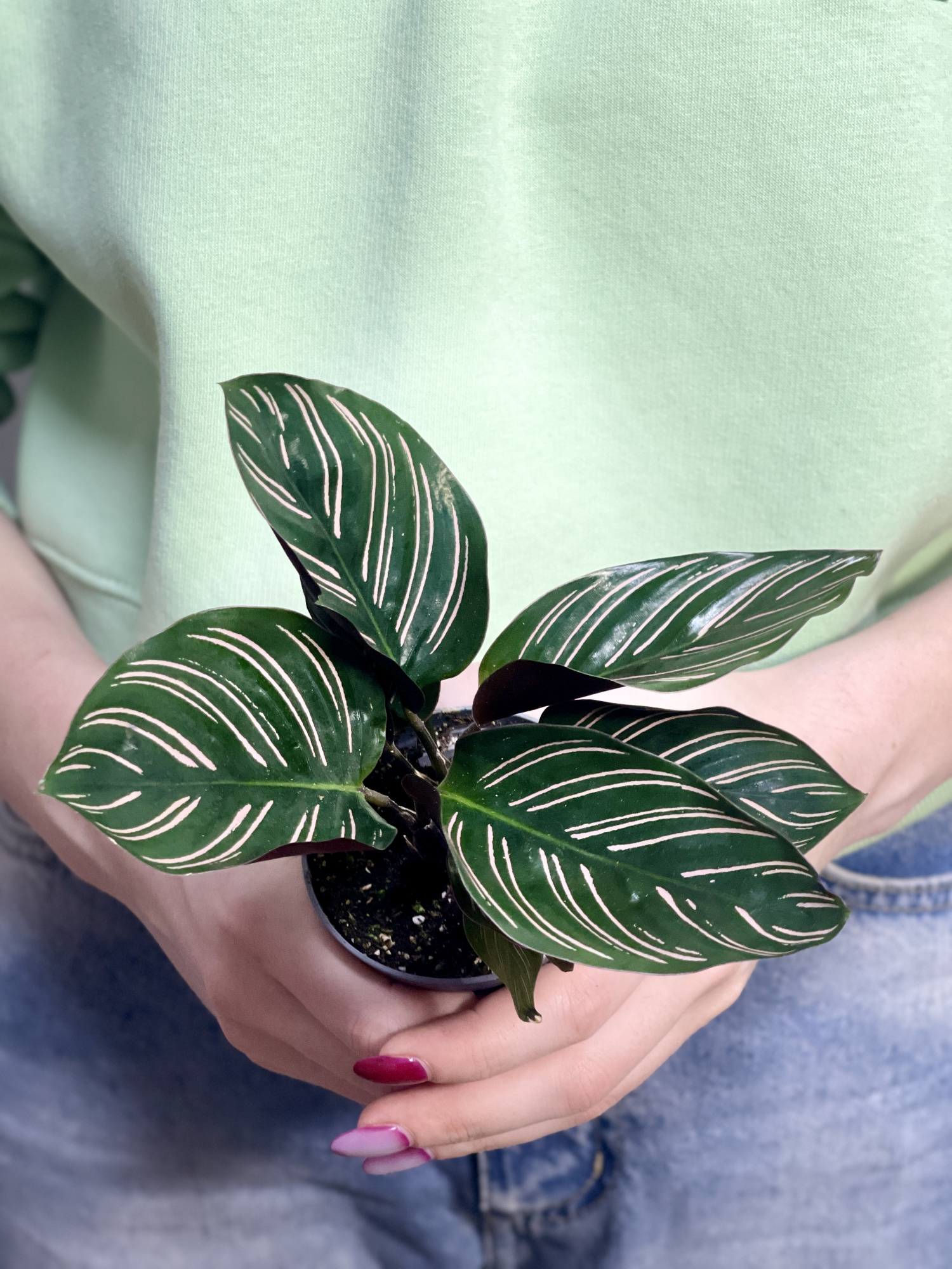 Калатея Орната (Calathea Sanderiana Ornata) D6см