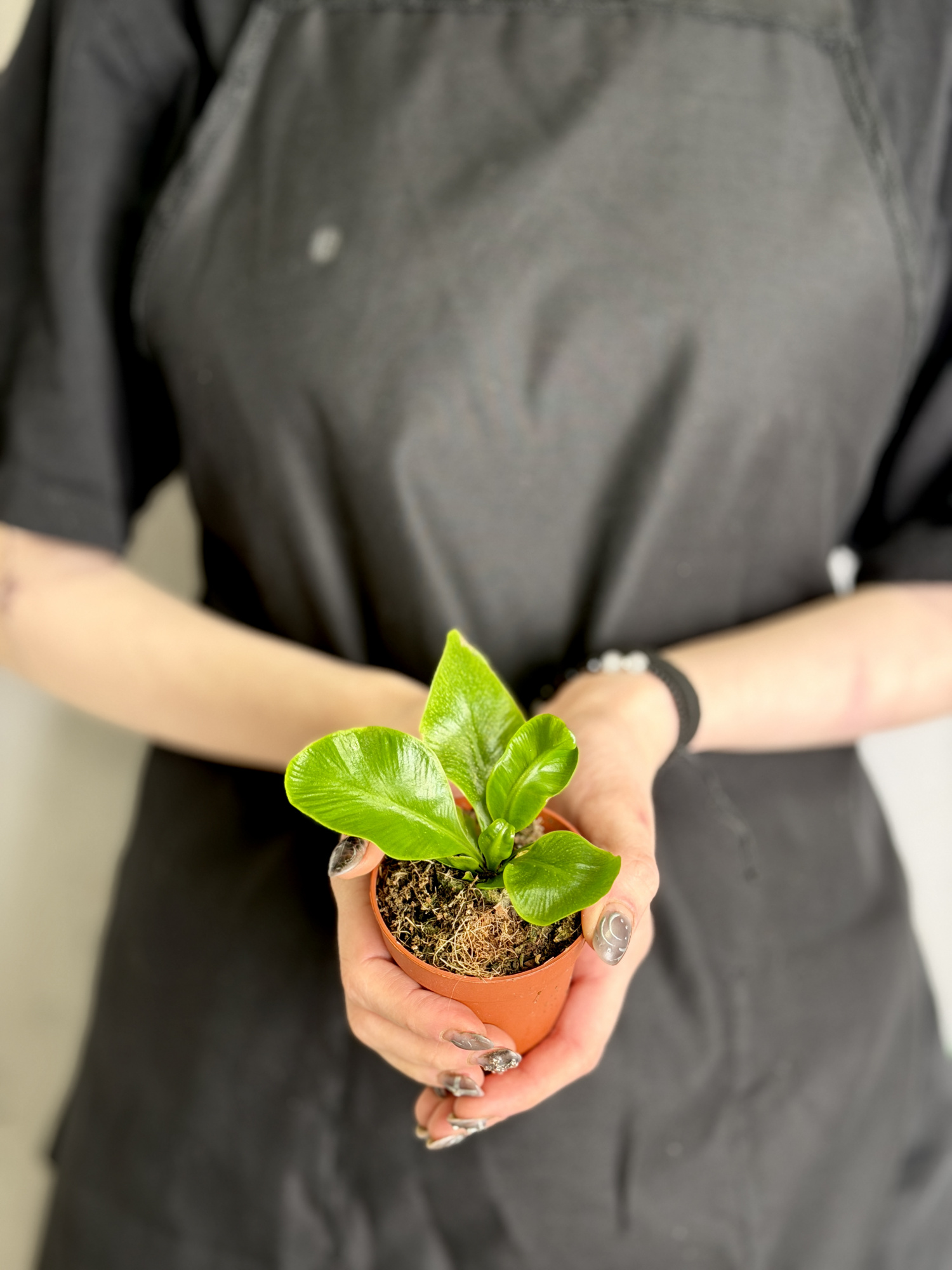 Асплениум Кобра (Asplenium Nidus Cobra) D7см