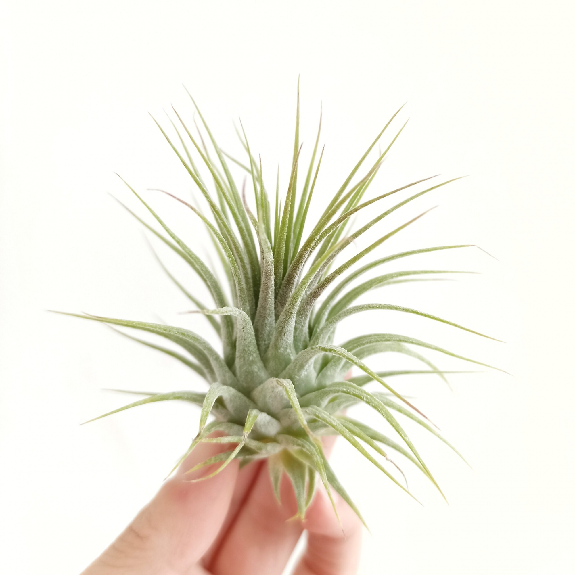 Тилландсия Ионанта Вайт (Tillandsia Ionantha White)