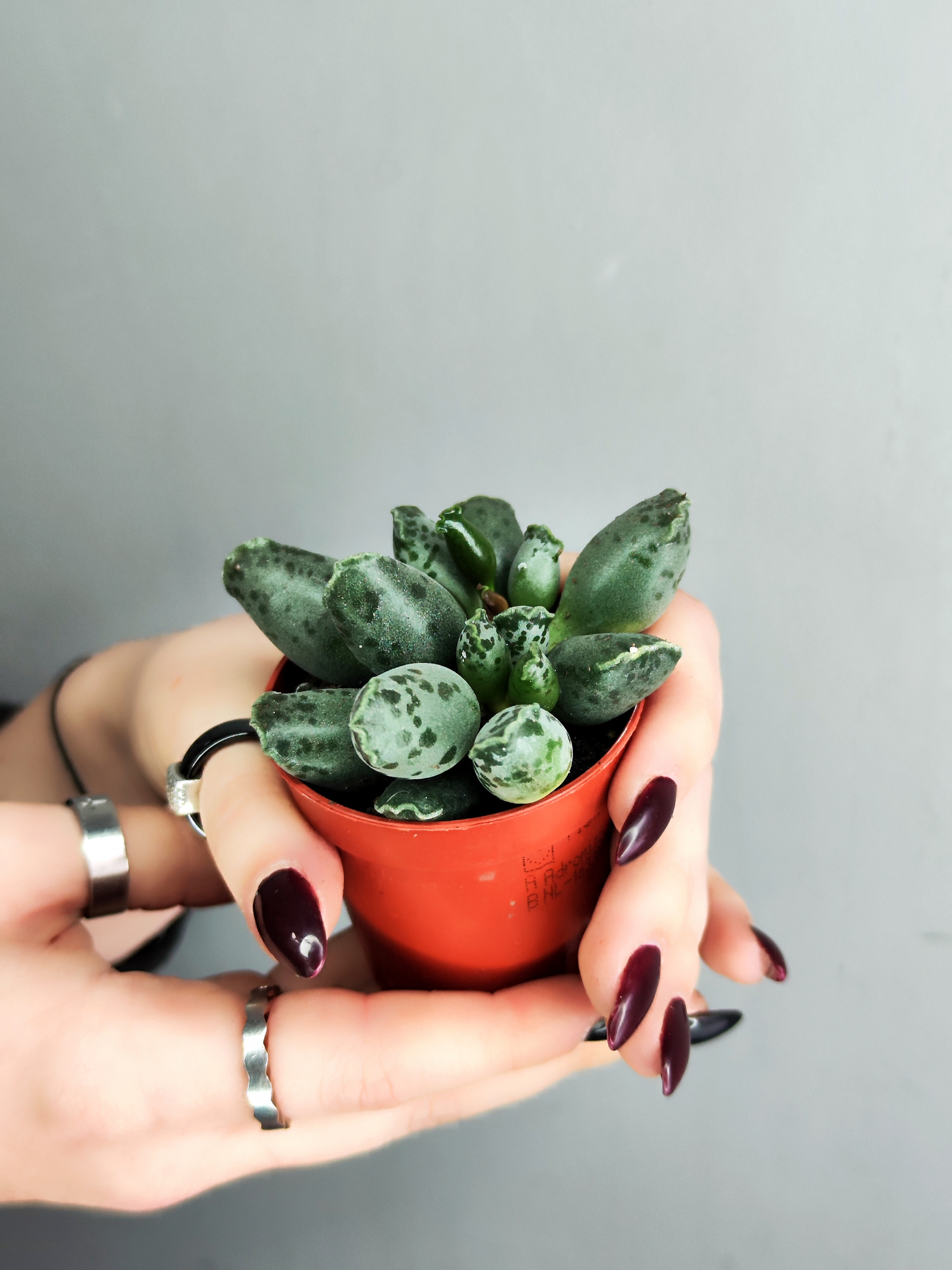 Адромискус Грей (Adromischus Grey) D5см