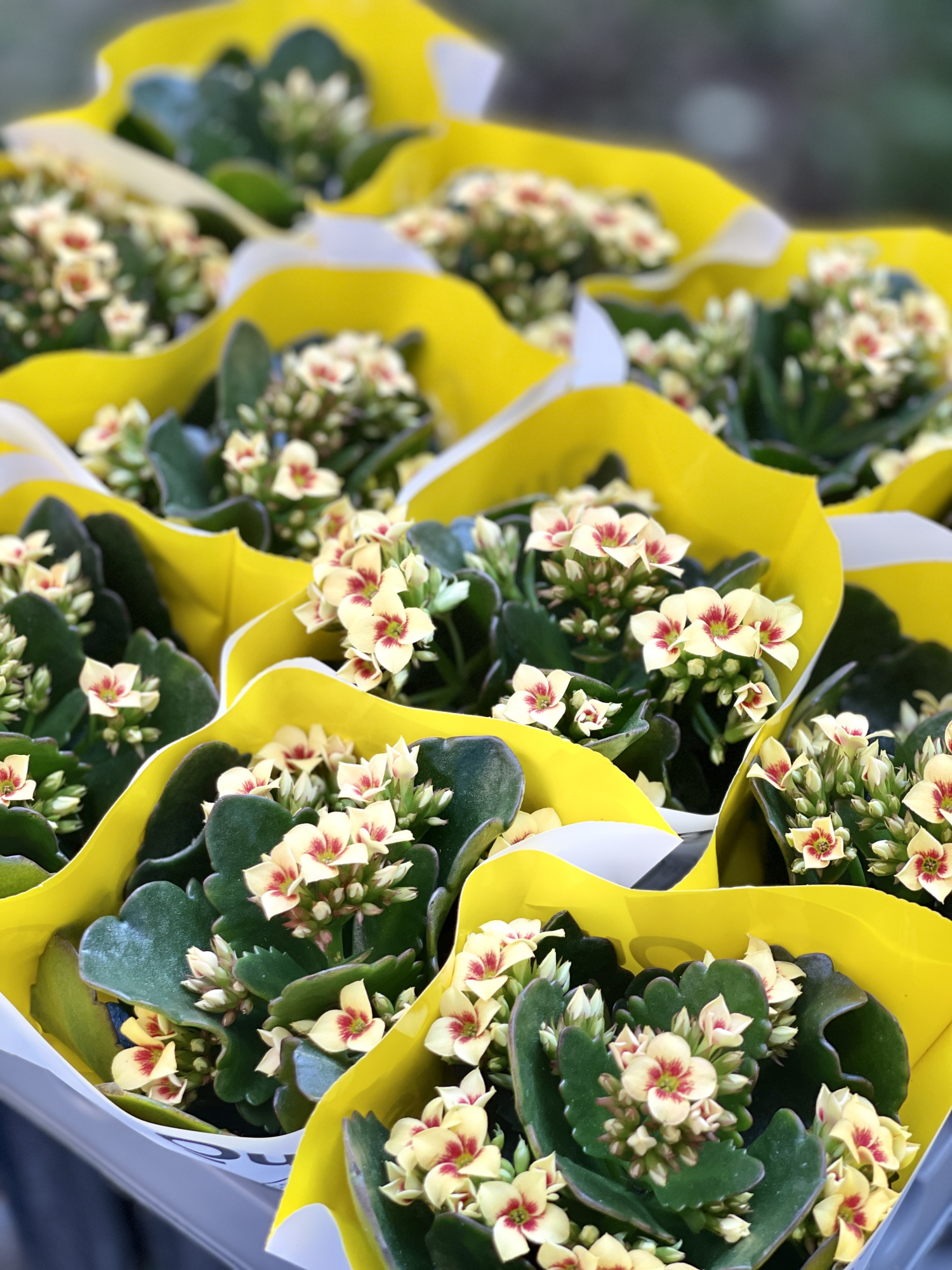 Каланхоэ Розалина Желтая Мэджик (Kalanchoe Rosalina Yellow Magic) D6см