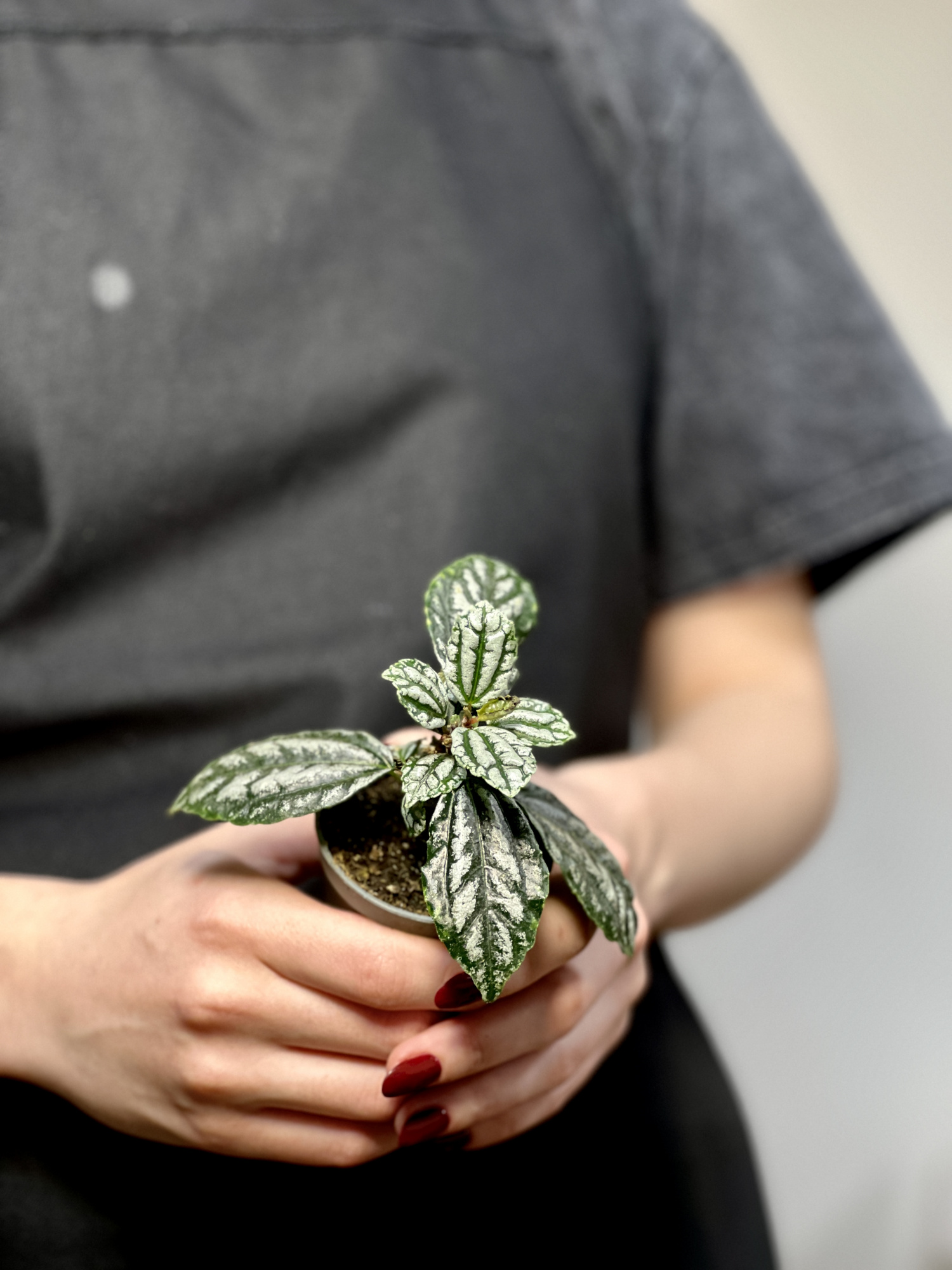 Пилея Арбузная Кадье (Pilea Cadierei) D6см
