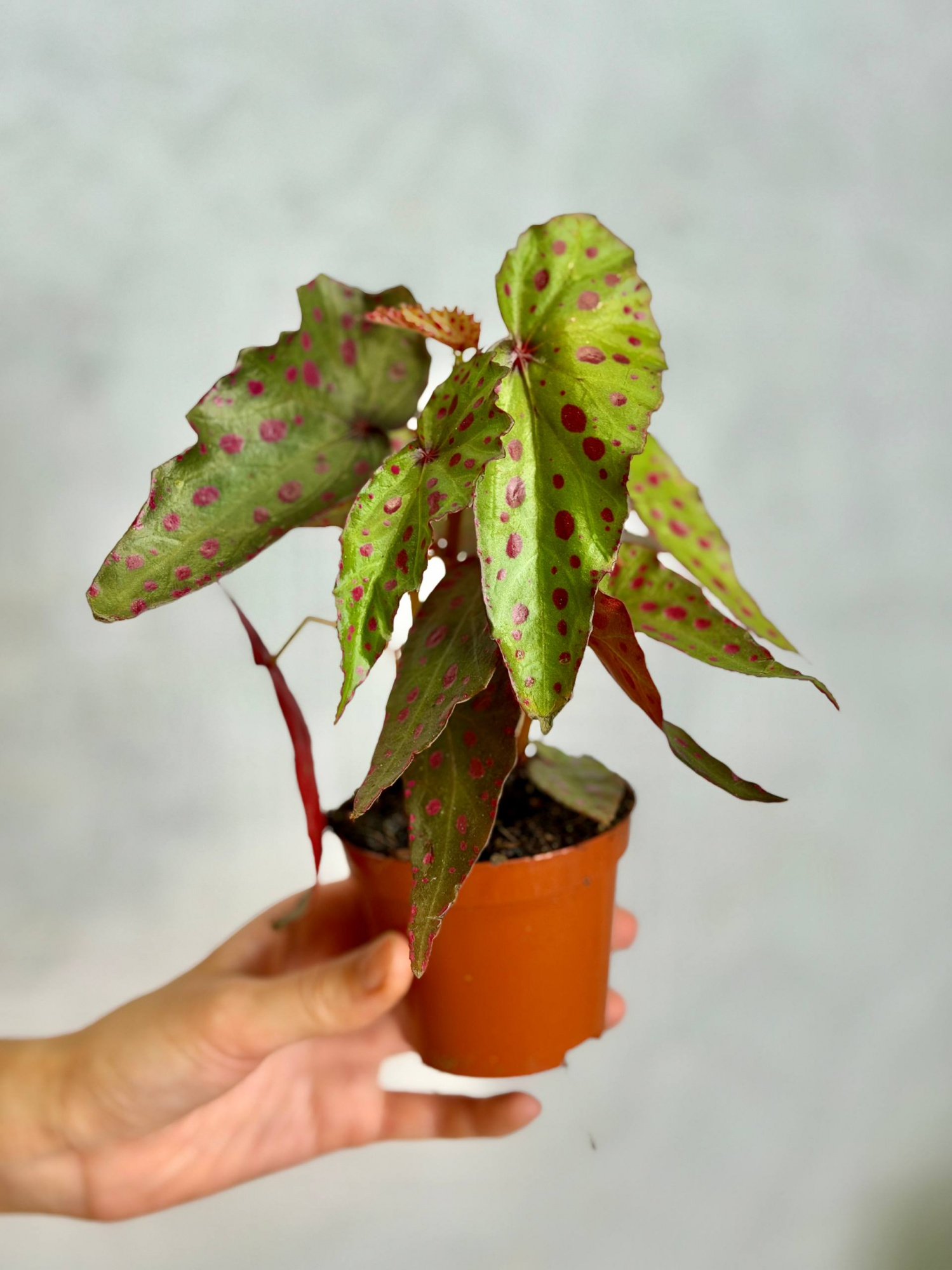 Бегония Пинк Дотти (Begonia Pink Dotty) D8см