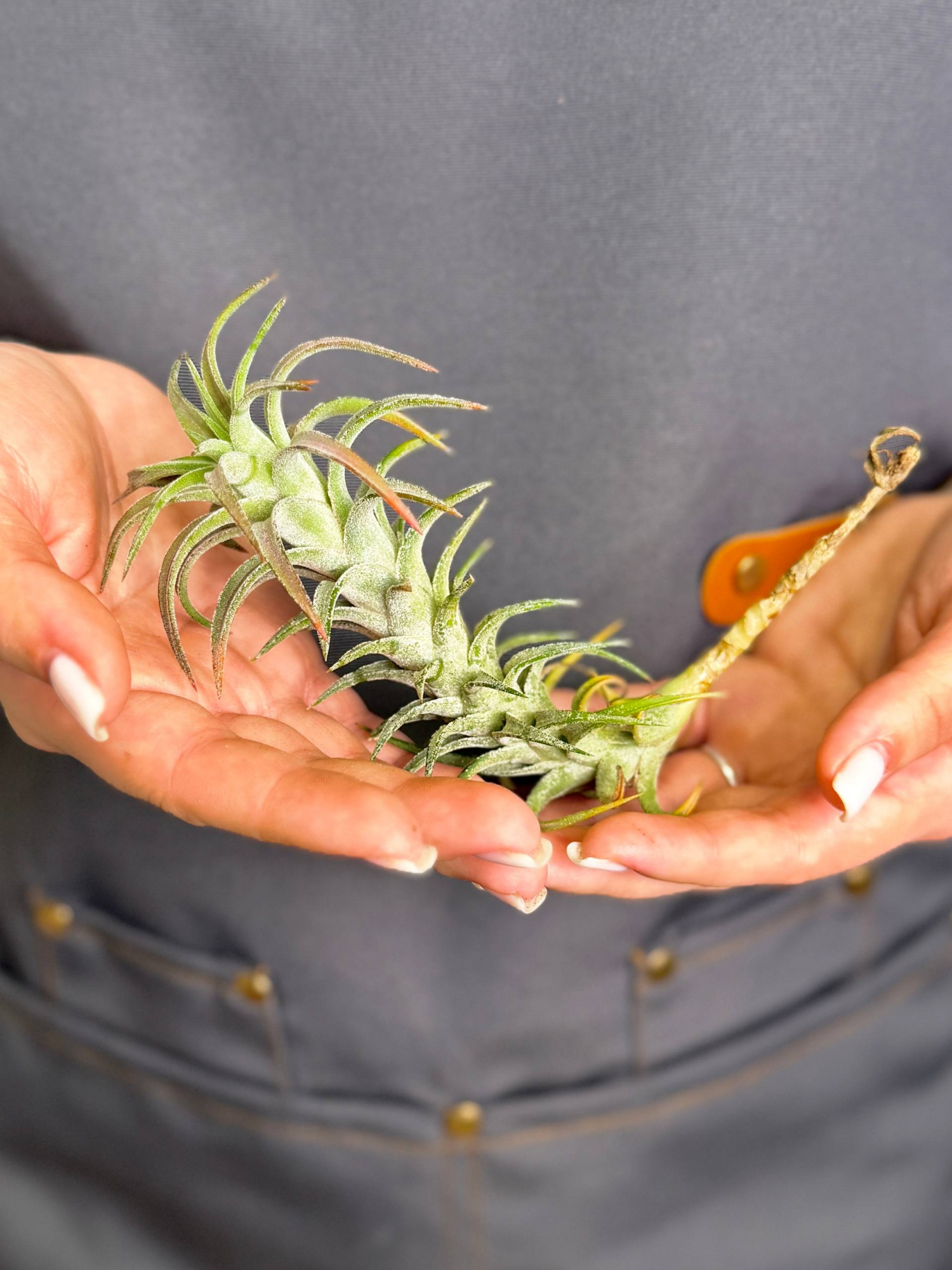 Тилландсия Ионанта Хайнинги (Tillandsia Ionantha var. Vanhyningii)