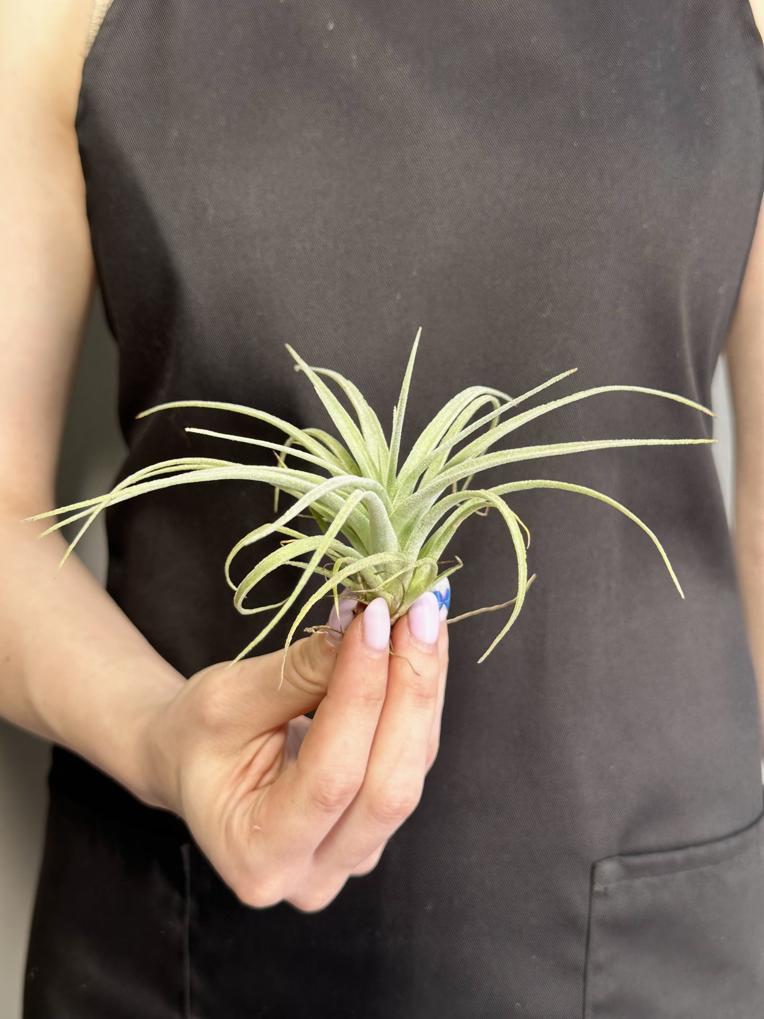 Тилландсия Полиана (Tillandsia Pohliana)