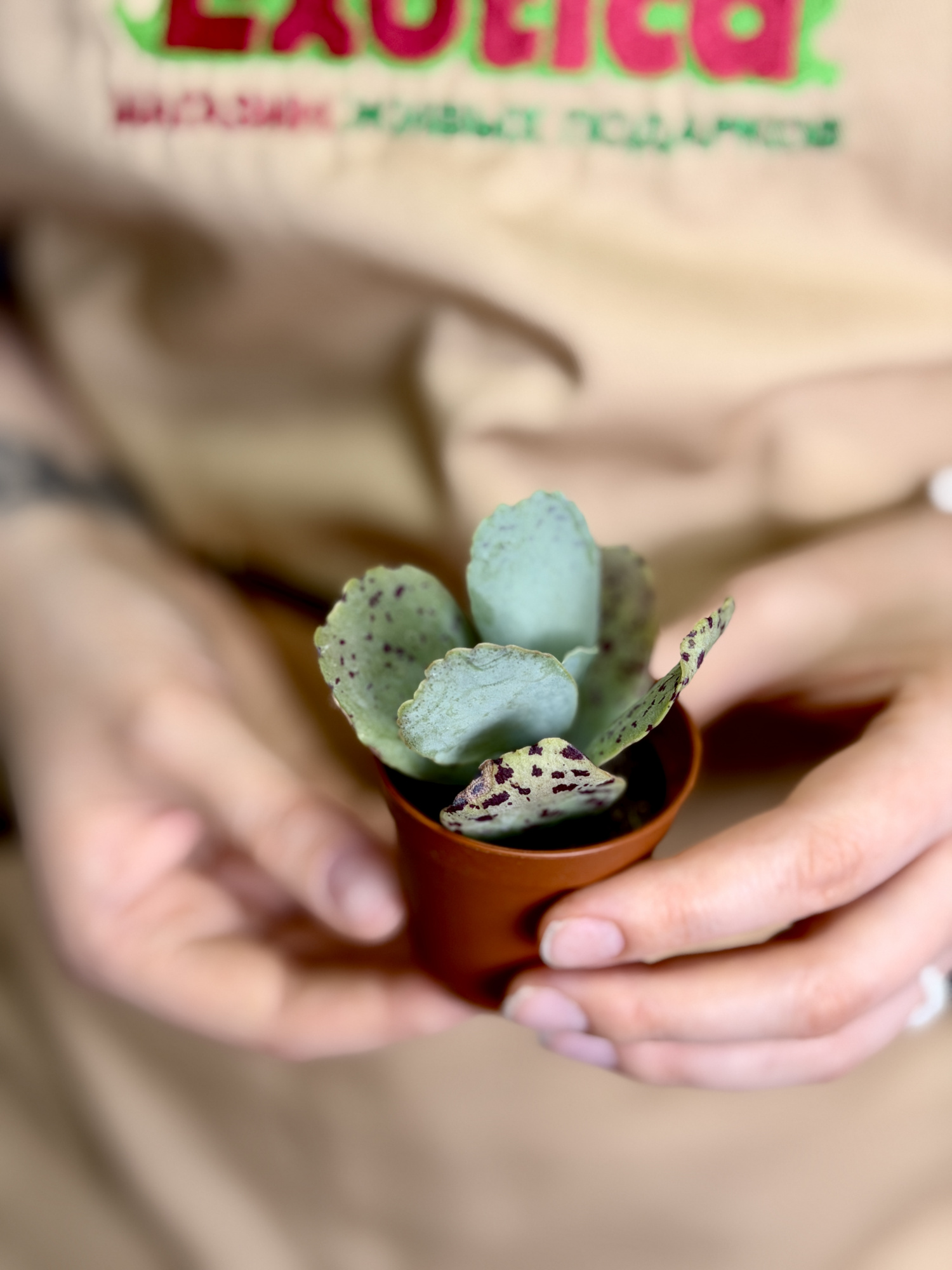 Каланхоэ Мраморное (Kalanchoe Marmorata) D5см