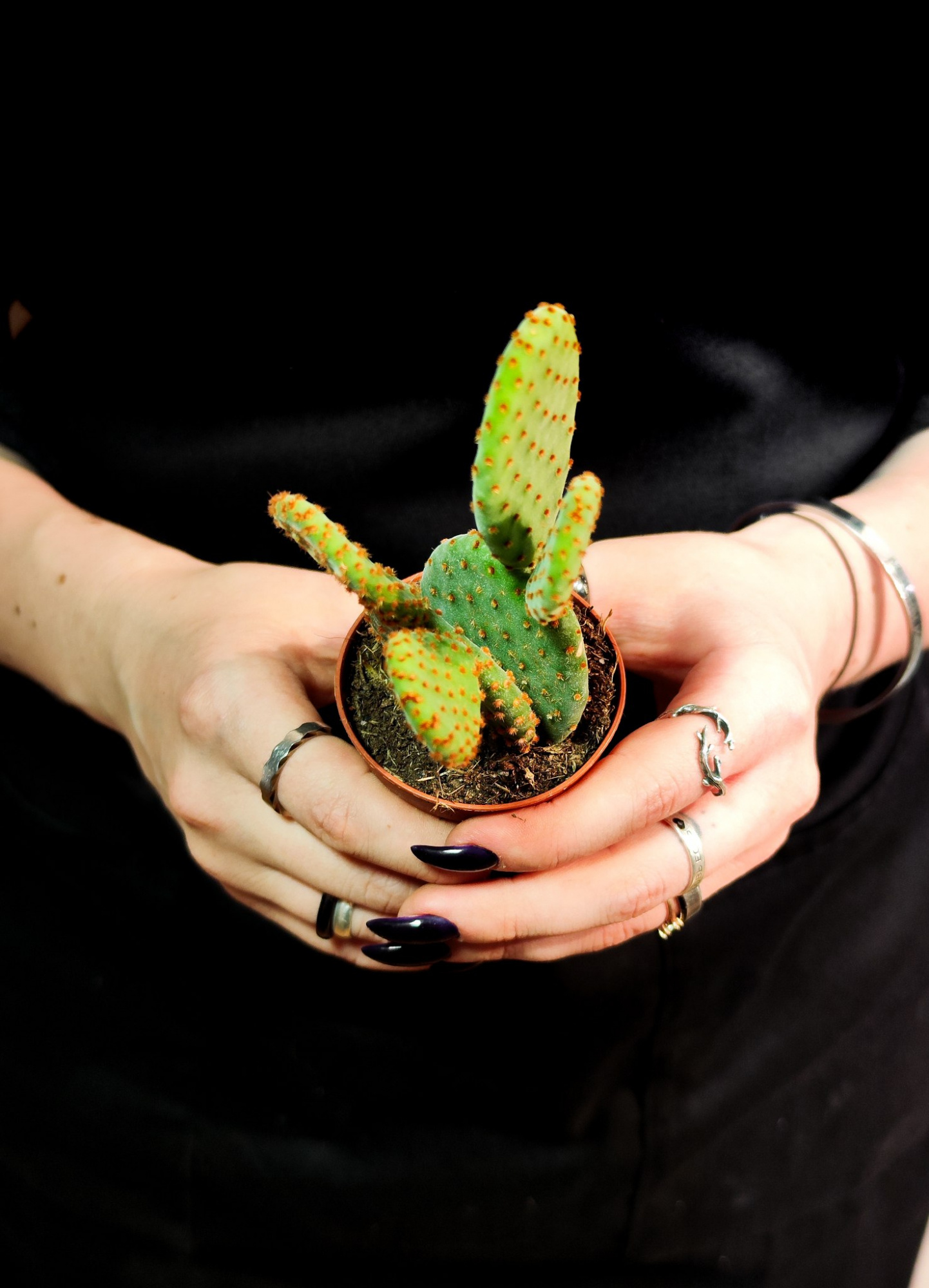 Опунция Микродасус Руфида Дабл (Opuntia Microdasys Rufida Double) D6см