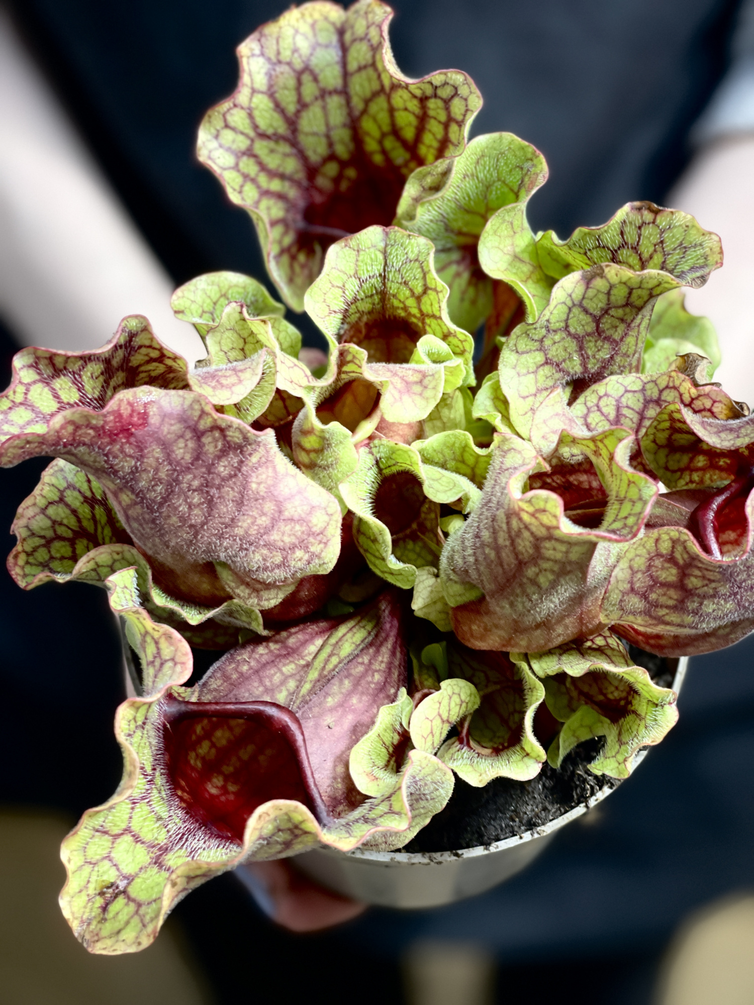 Саррацения Монтана (Sarracenia Montana) D12см
