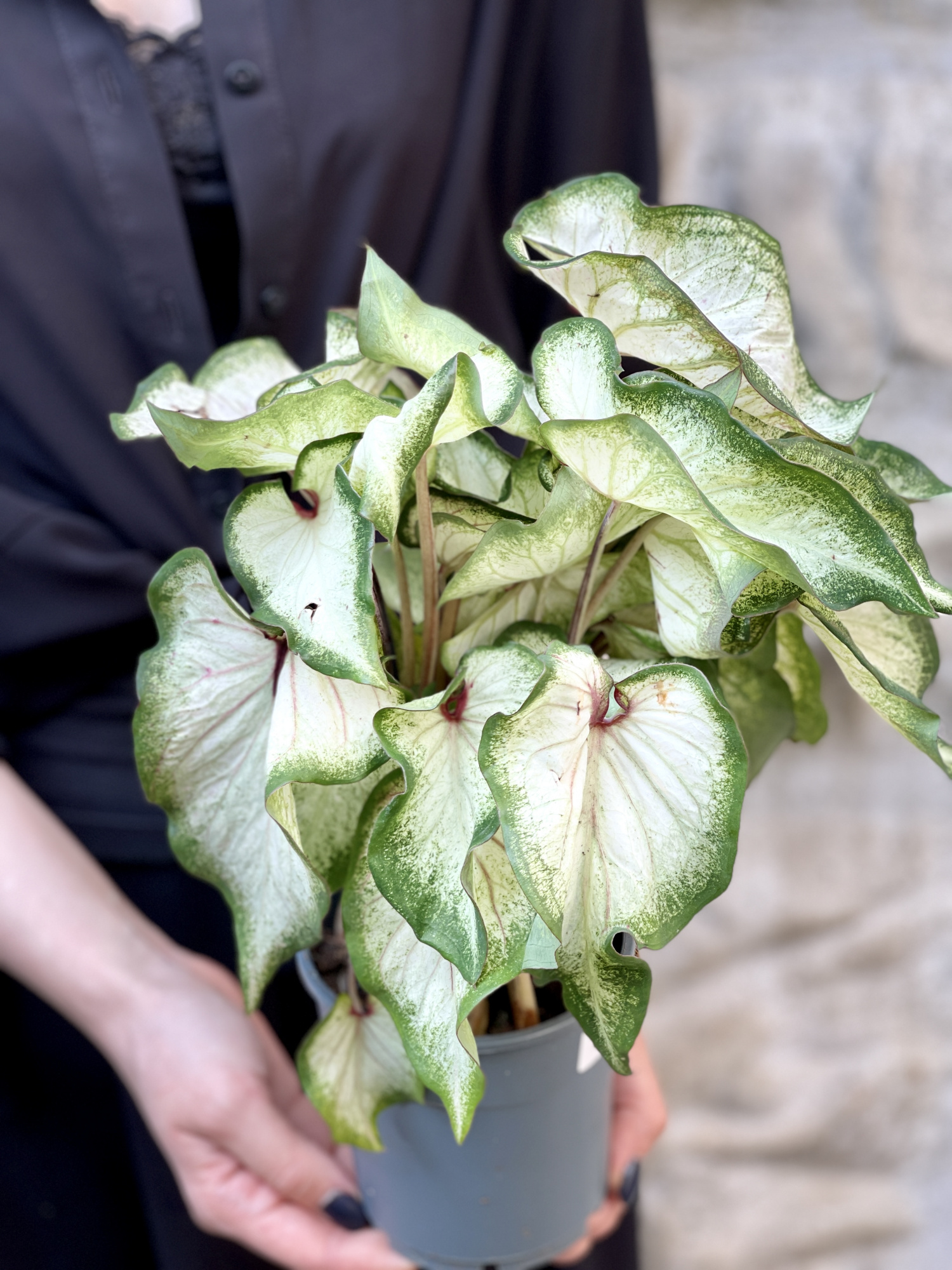 Каладиум Вайт (Caladium White) D12см