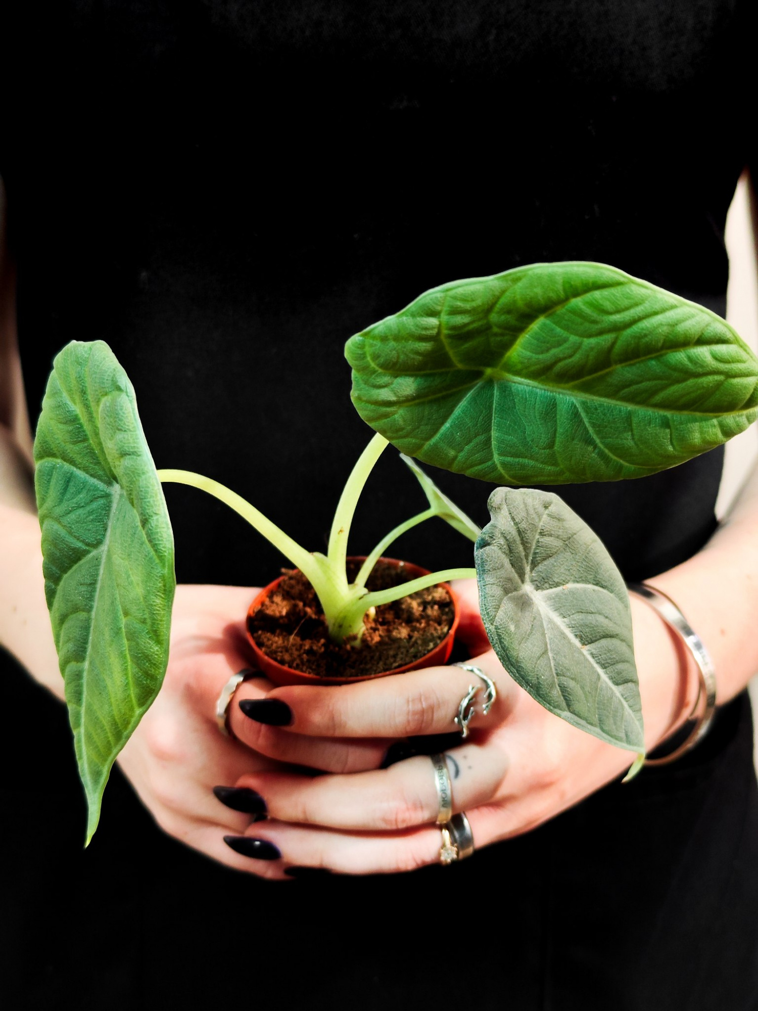 Алоказия Махарани (Alocasia Maharani) D8см