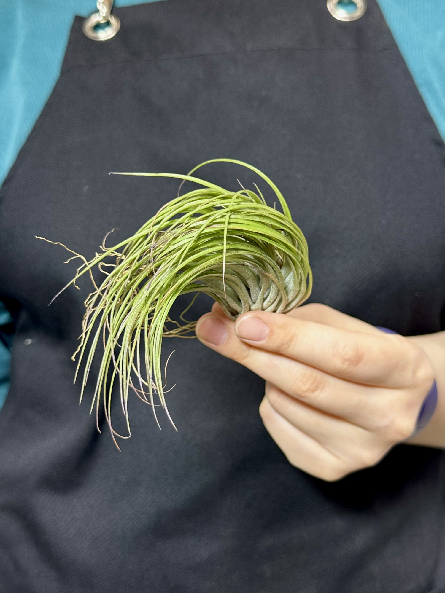 Тилландсия Стрикта Медиум (Tillandsia Stricta Medium)