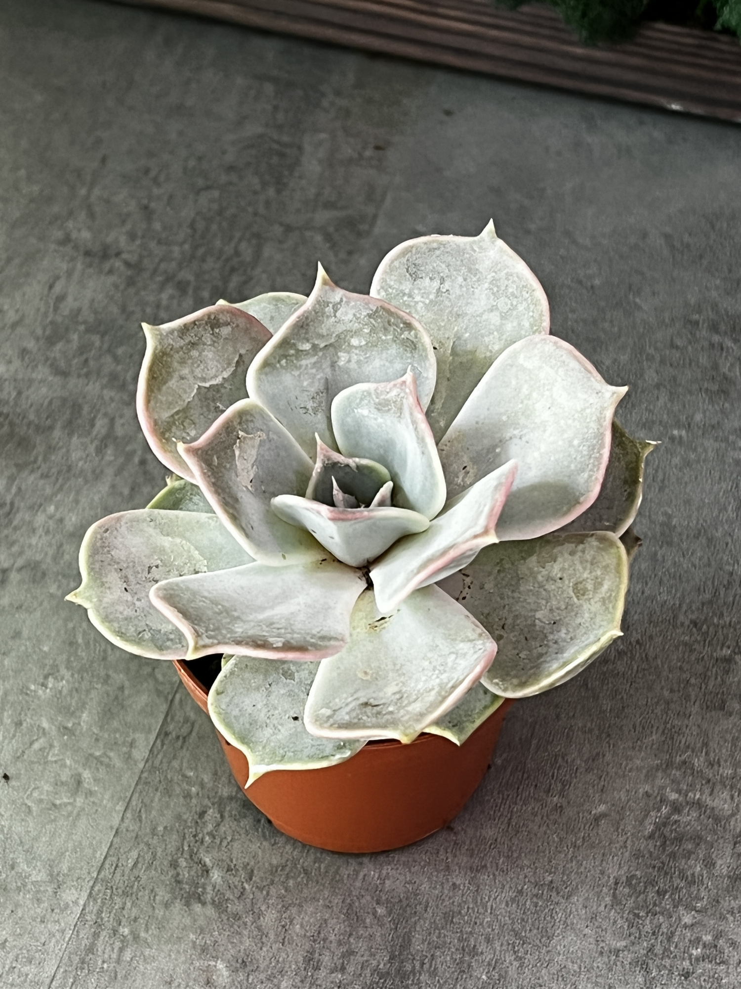 Эхеверия Лиловая, Лилацина (Echeveria Lilacina) D5см
