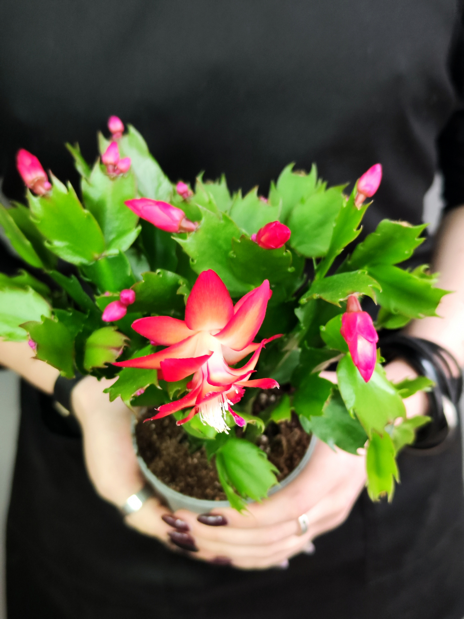 Декабрист Красный, или Шлюмбергера (Schlumbergera Tendenza Red) D9см