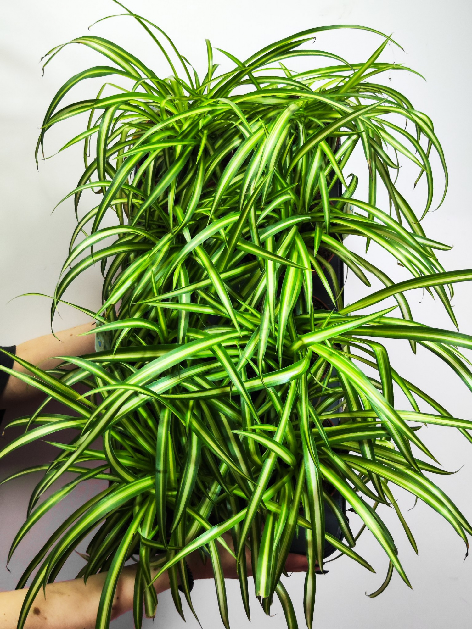 Хлорофитум Хохлатый (Chlorophytum Comosum) D12см