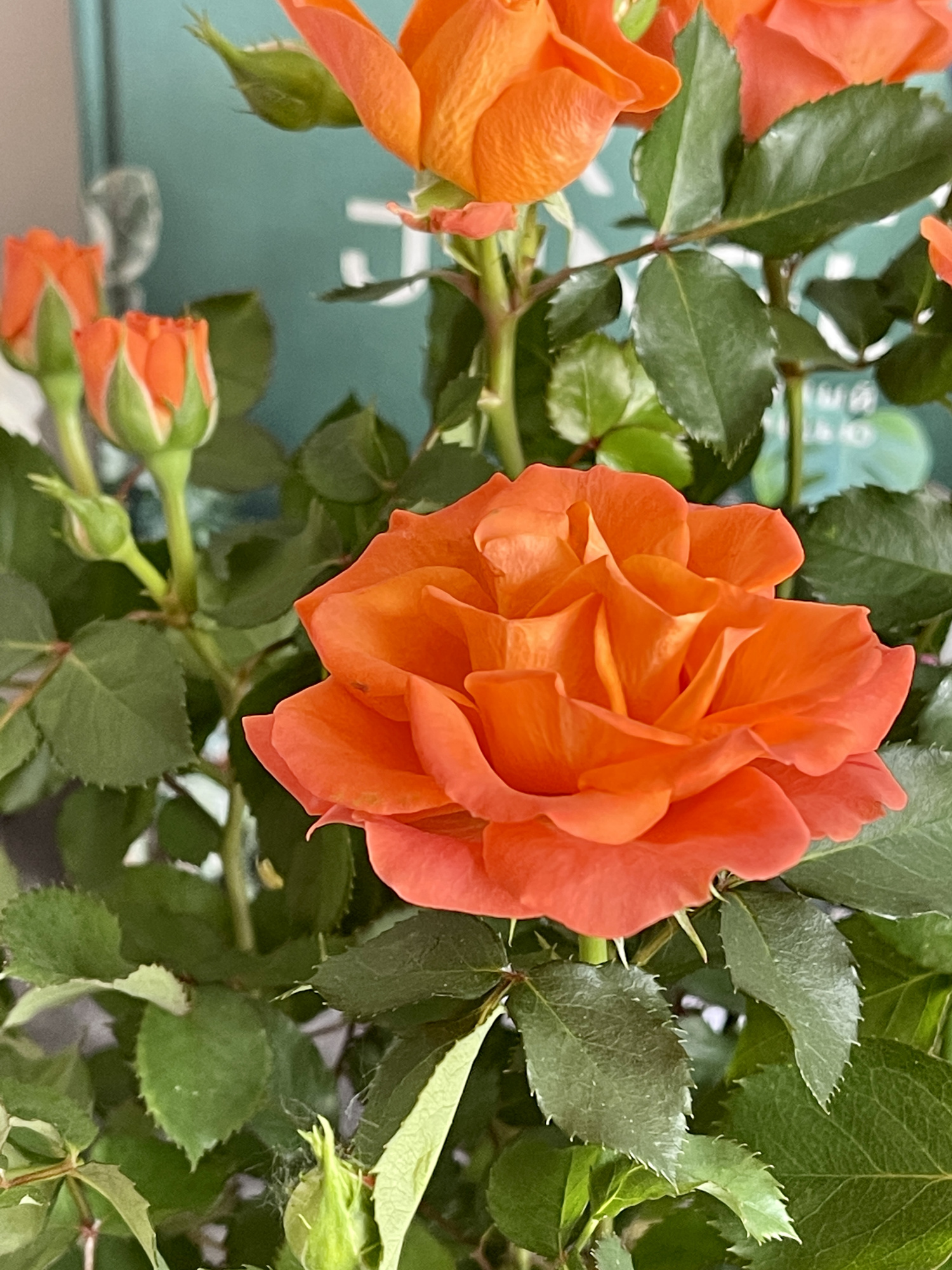 Роза оранжевая комнатная (Rose Orange) D9см
