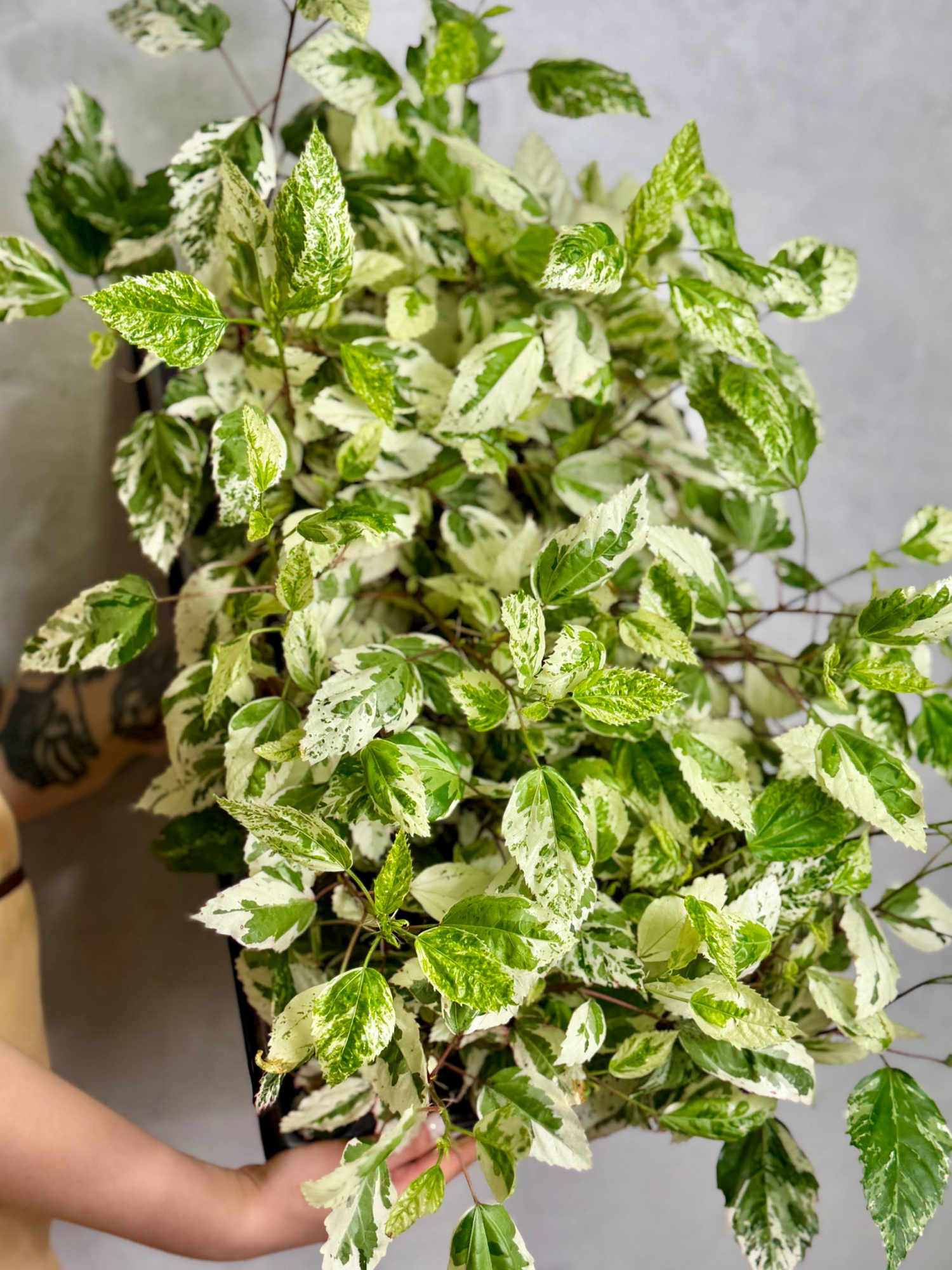 Гибискус Вариегатный (Hibiscus Rosa-Sinensis Variegata) D12см