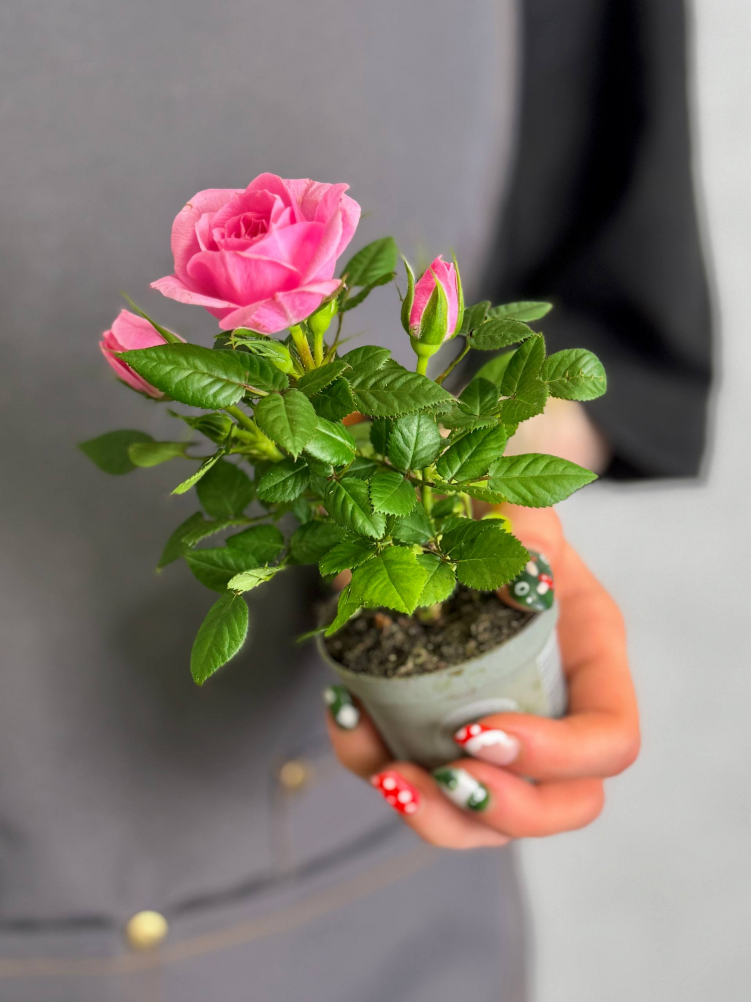 Роза Даника комнатная светло - розовая (Rosa Danica Light Pink) D6см