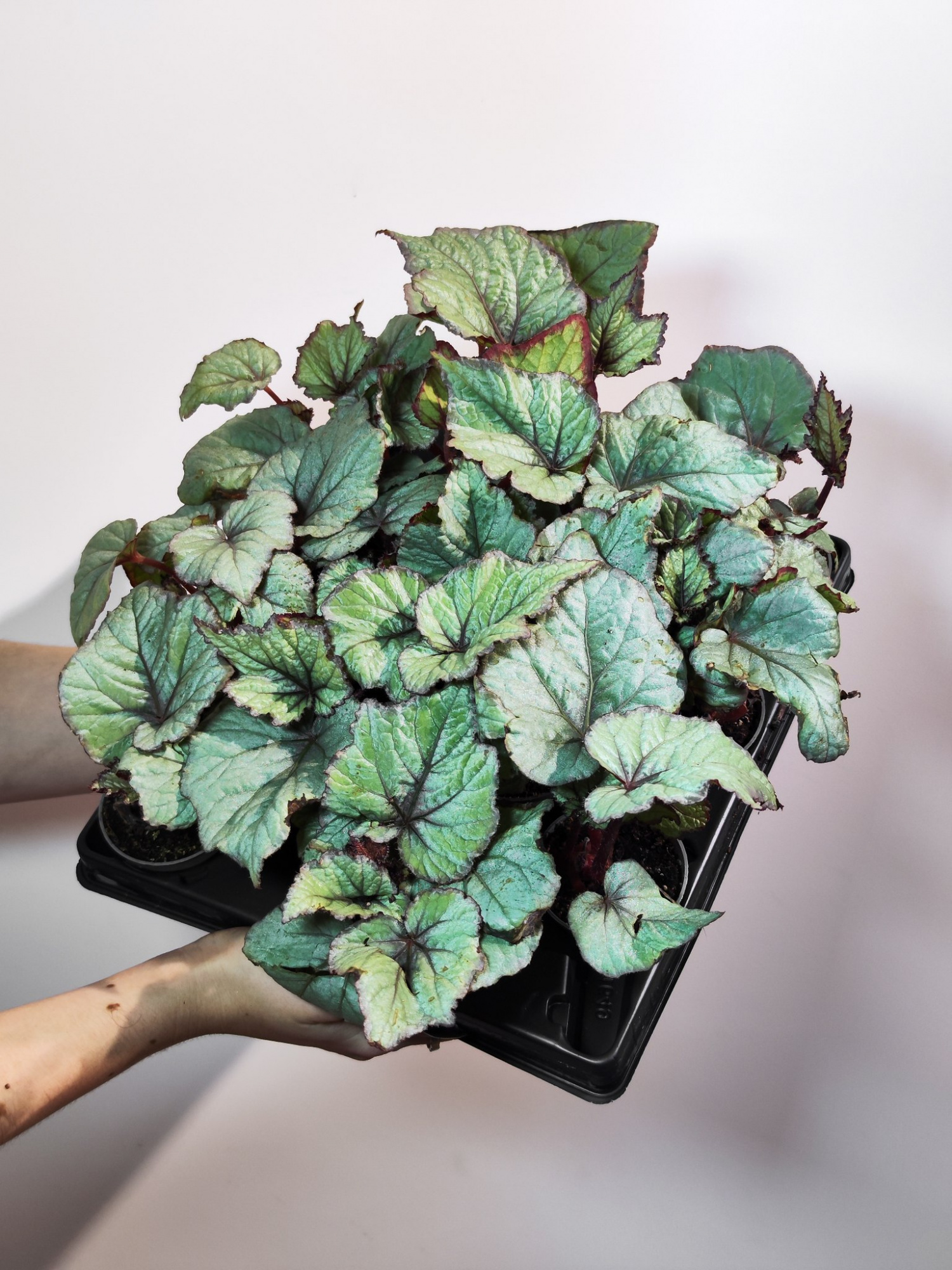 Бегония Рекс Спирит (Begonia Rex Spirit) D6см