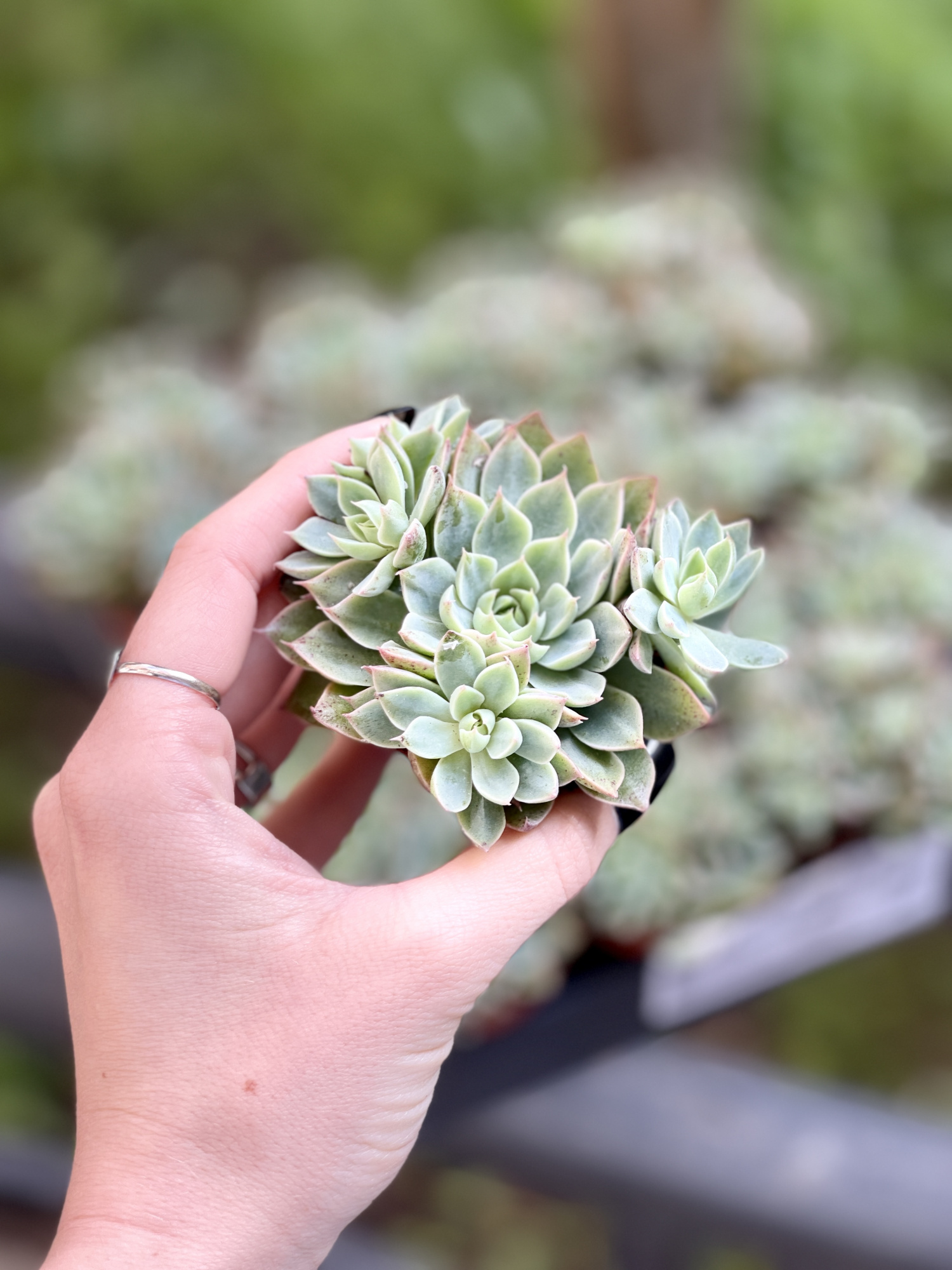 Граптопеталум Расби Грин (Graptopetalum Rusbyi Green) D5см