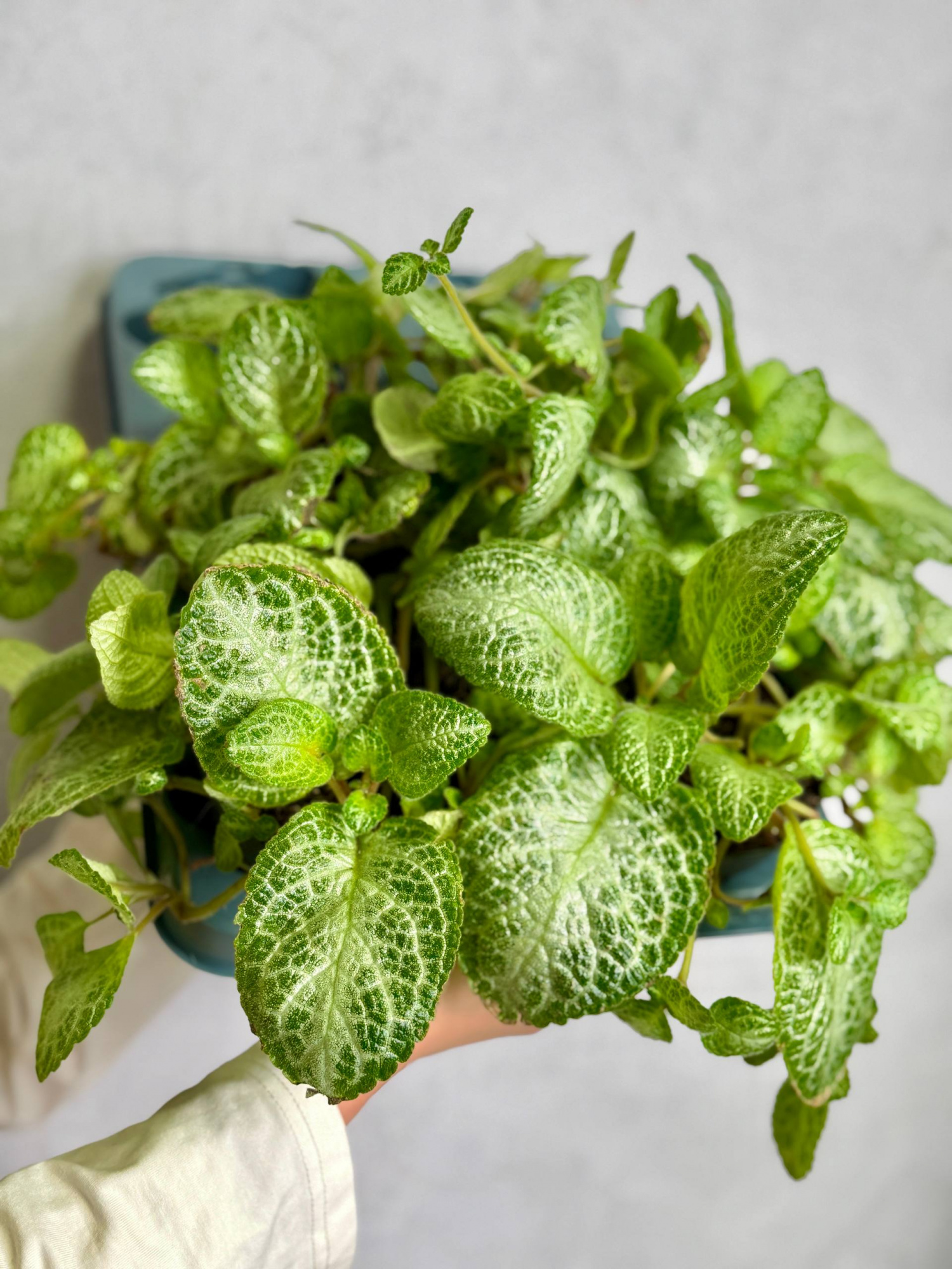 Эписция Медная Минти (Episcia Cupreata Minty) D12см