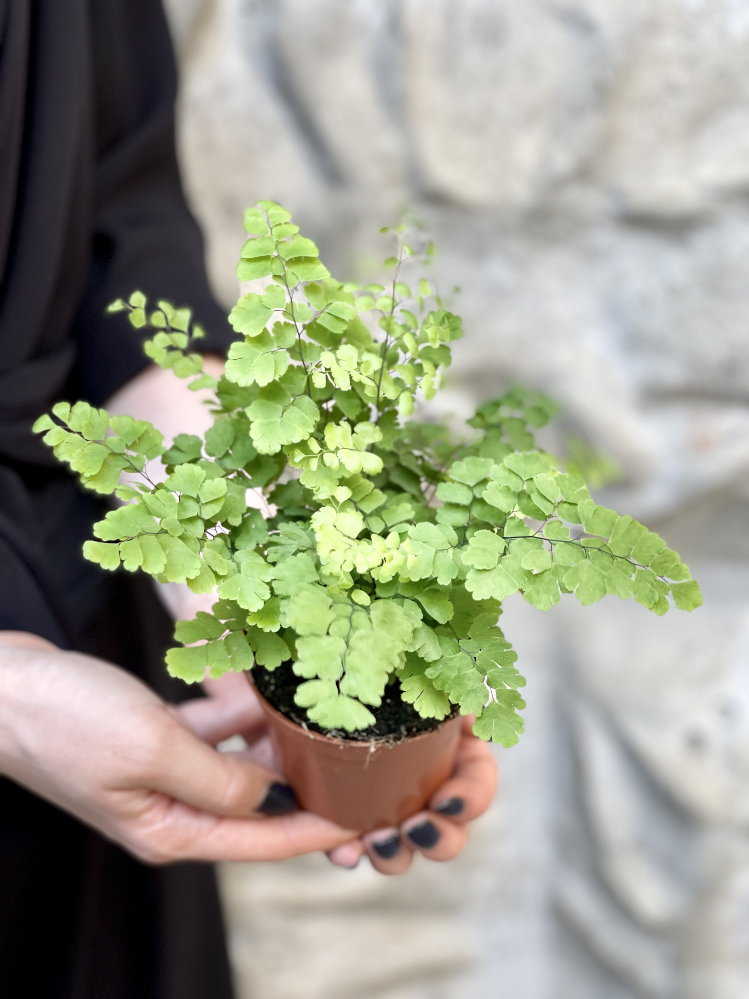 Адиантум Фриц Лутц, или Ажурный Папоротник (Adiantum Fritz-luthi) D8,5см