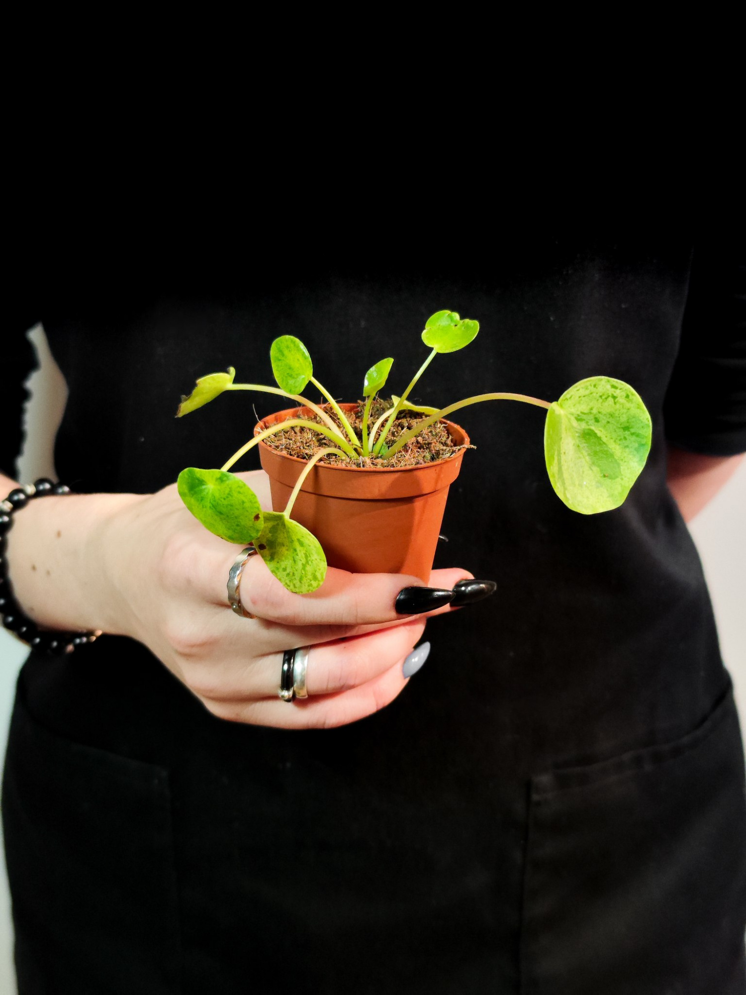 Пилея Пеперомиевидная Мохито (Pilea peperomioides Mojito) D5см