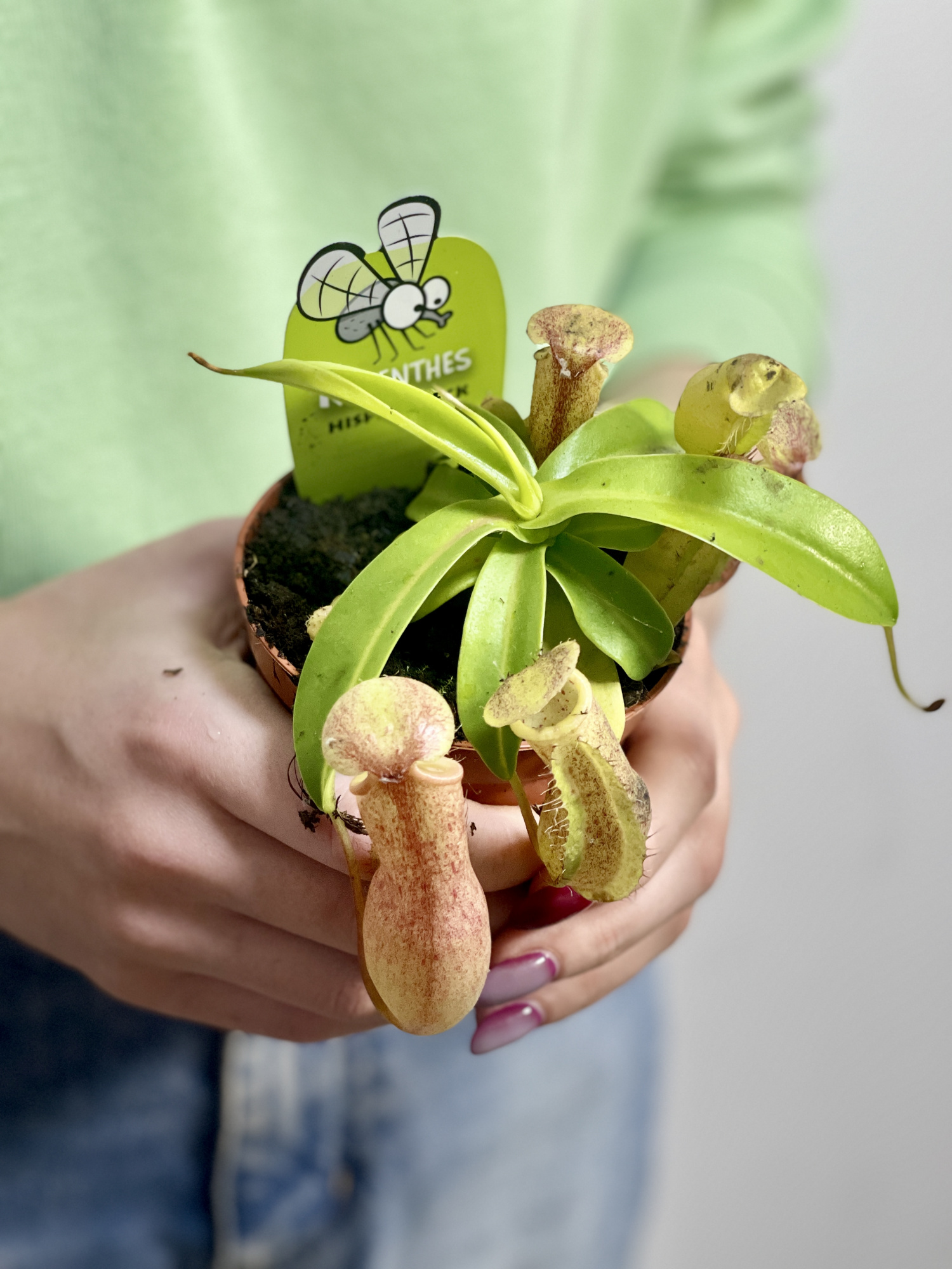 Непентес Линда (Nepenthes Linda) D9см