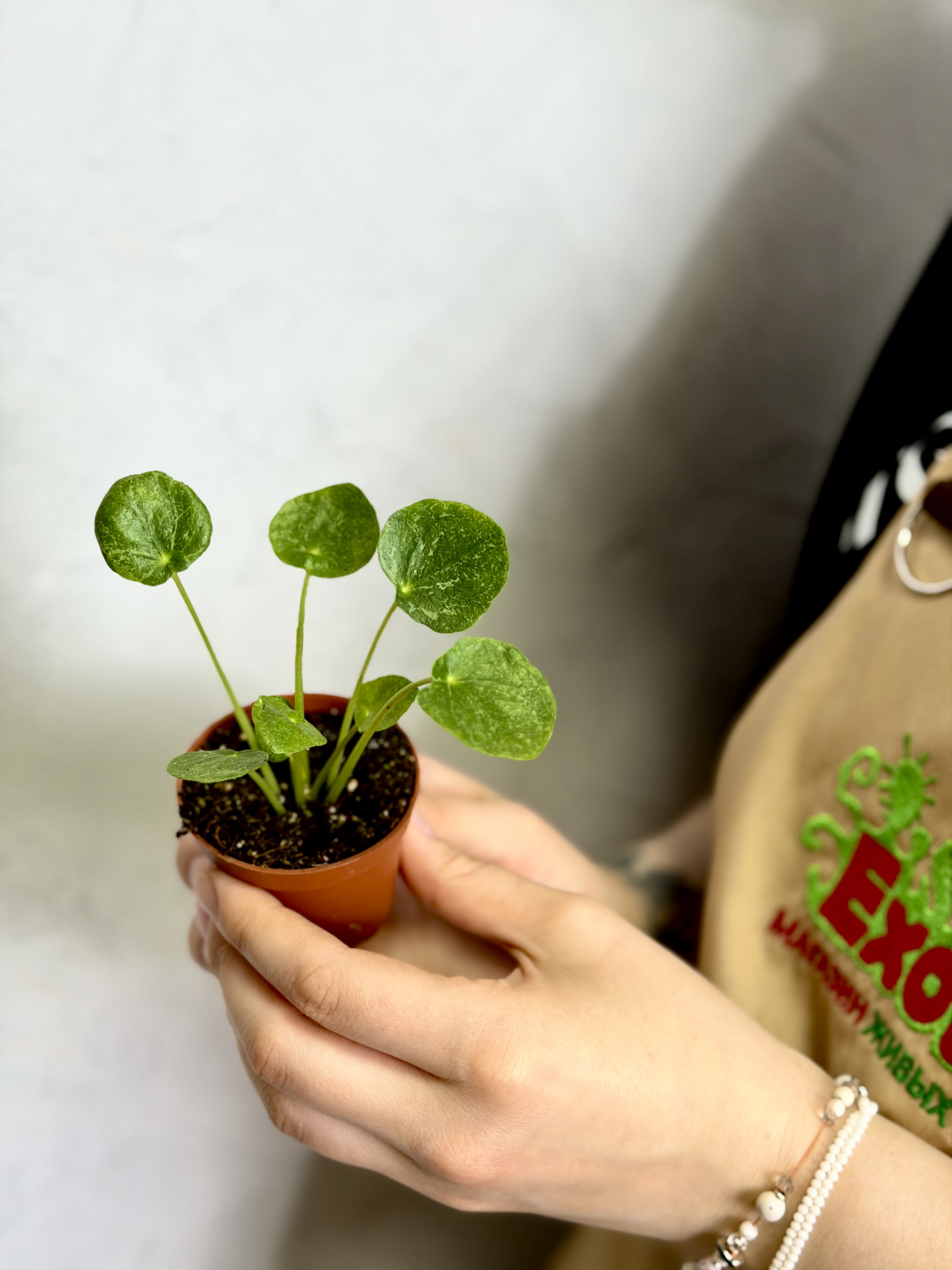 Пилея Пеперомиевидная Шугар (Pilea Peperomioides Sugar) D5см