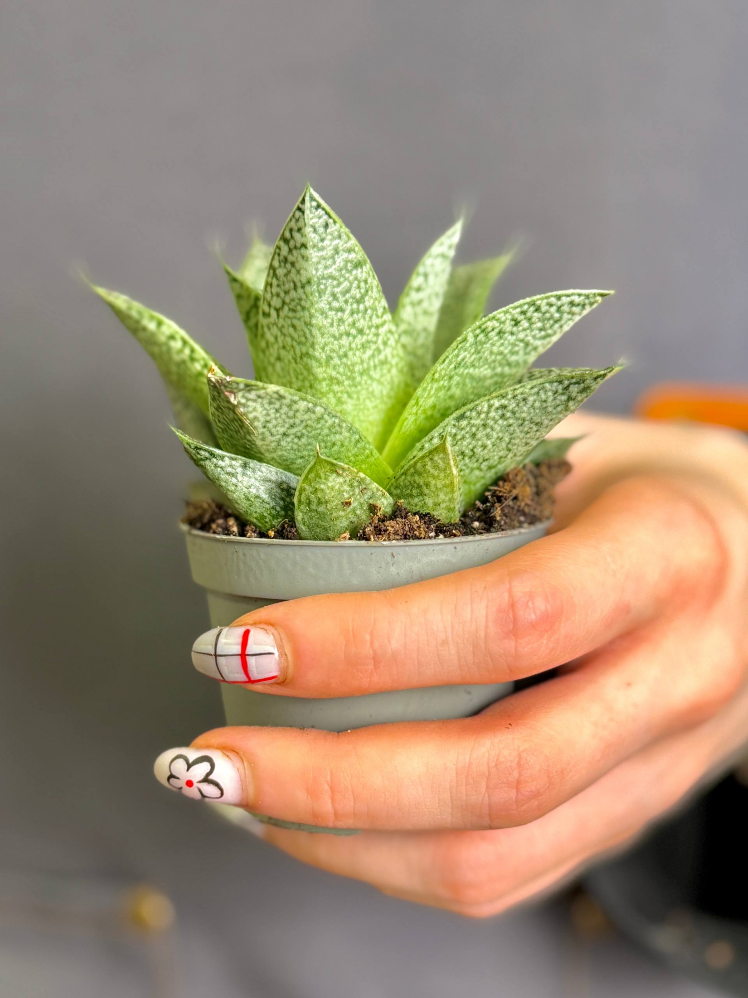 Гастерия Ди Нелла (Gasteria D.Nella) D5см