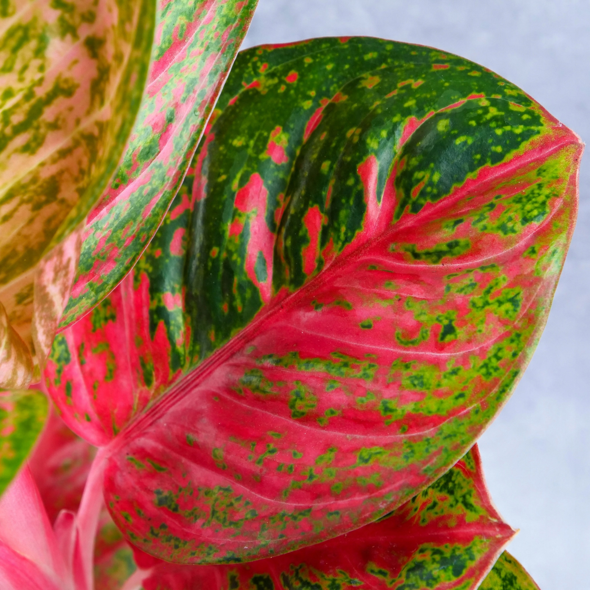 Аглаонема Ред Балун (Aglaonema Red Balloon) D12см