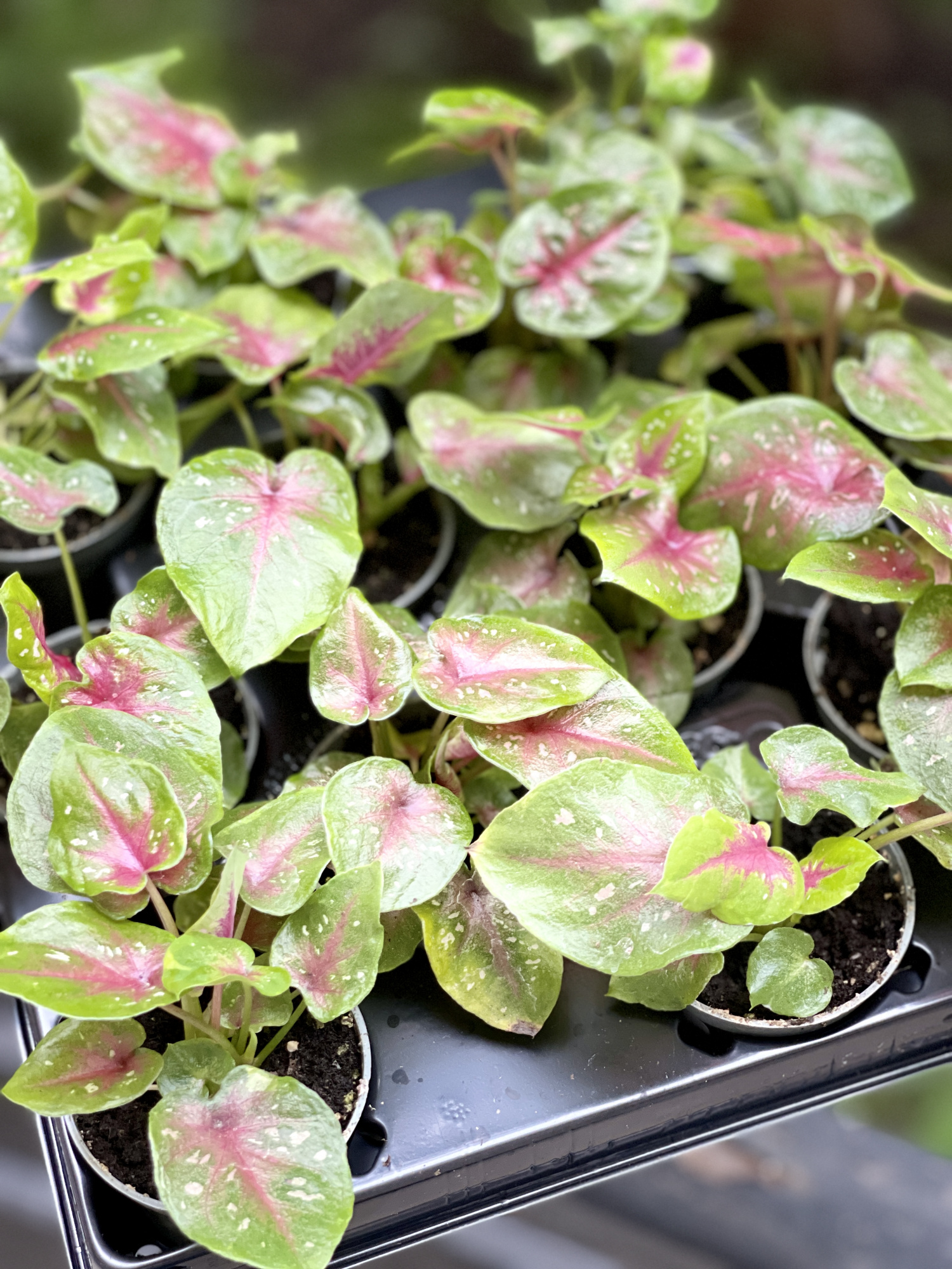 Каладиум Кейси (Caladium Casey) D6см