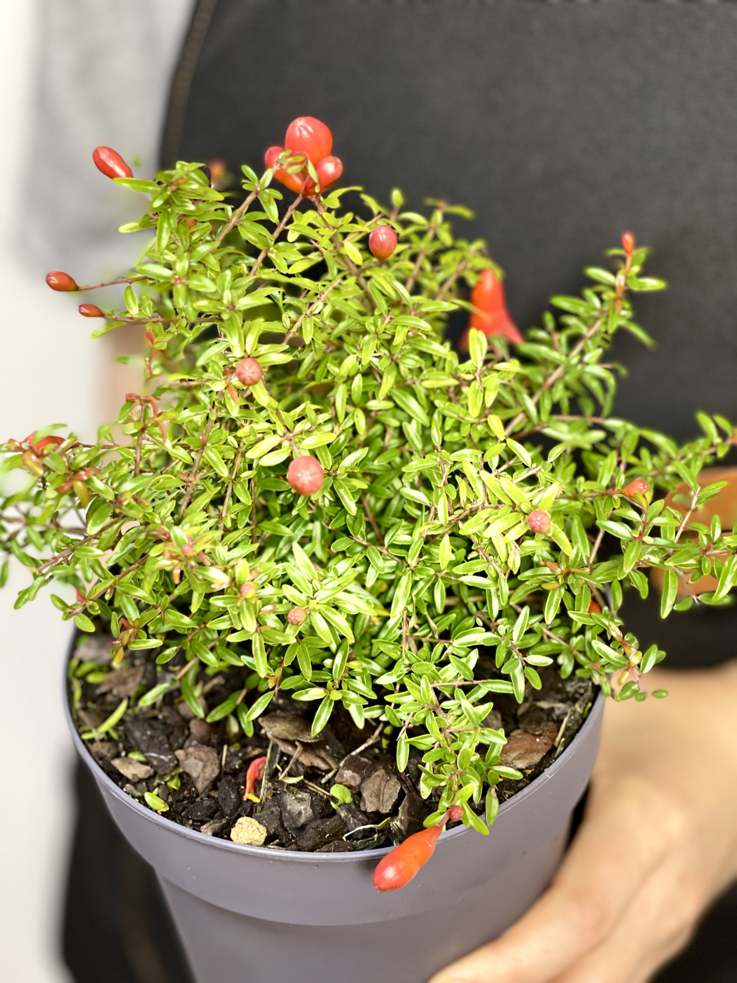 Гранатовое Дерево (Punica Granatum) D12см