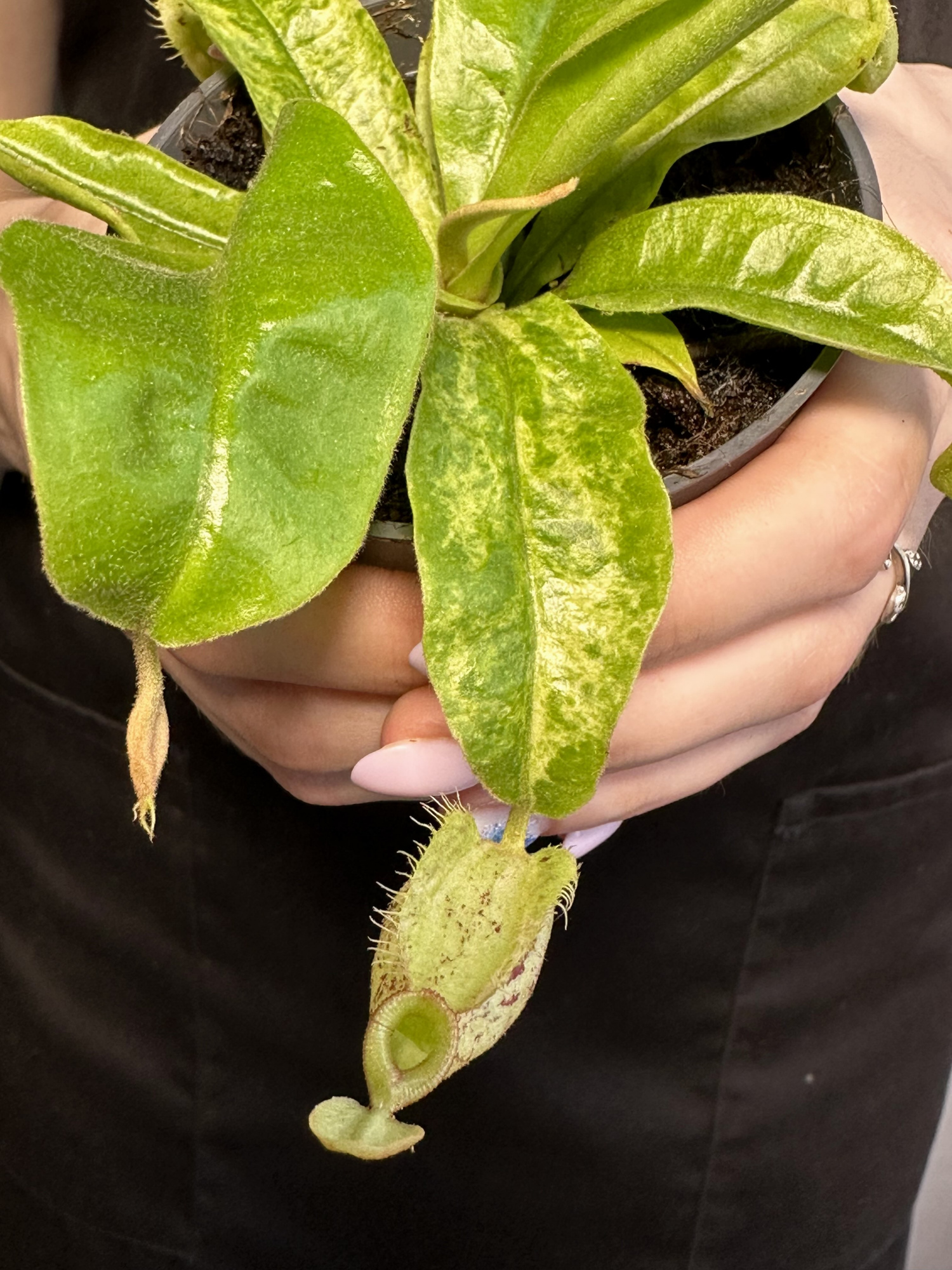 Непентес Марбл Хукериана (Nepenthes Hookeriana Marble) D9см
