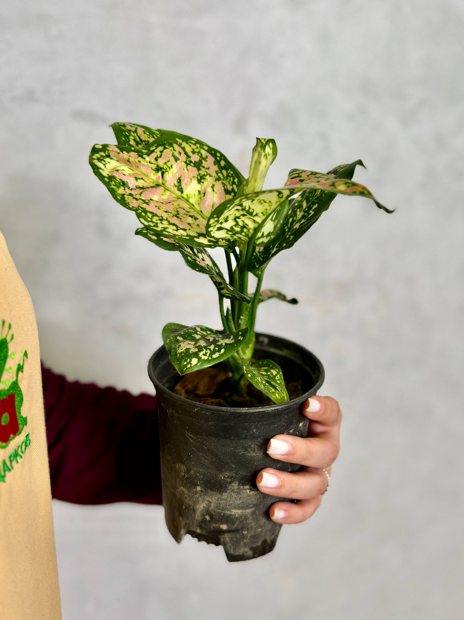 Аглаонема Анимани Триколор (Aglaonema Anyamanee Tricolor) D10см