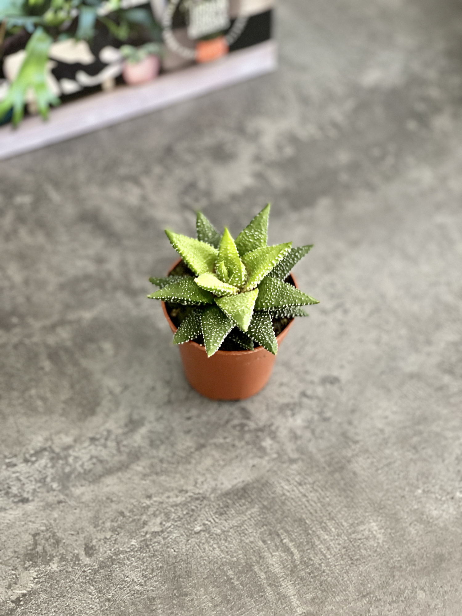 Хавортия Энон  (Haworthia Enon) D5см