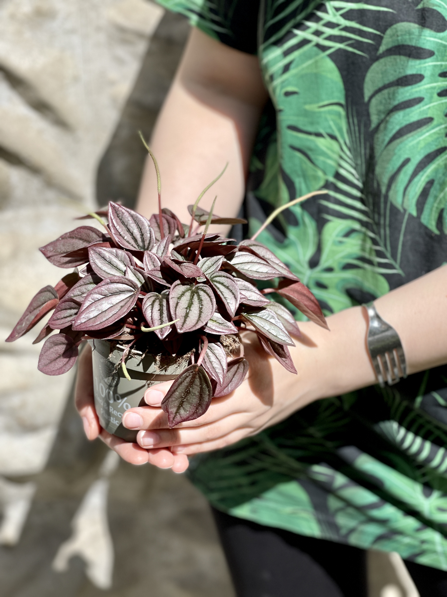 Пеперомия Каперата Кайен (Peperomia Сaperata Cayenne) D11см