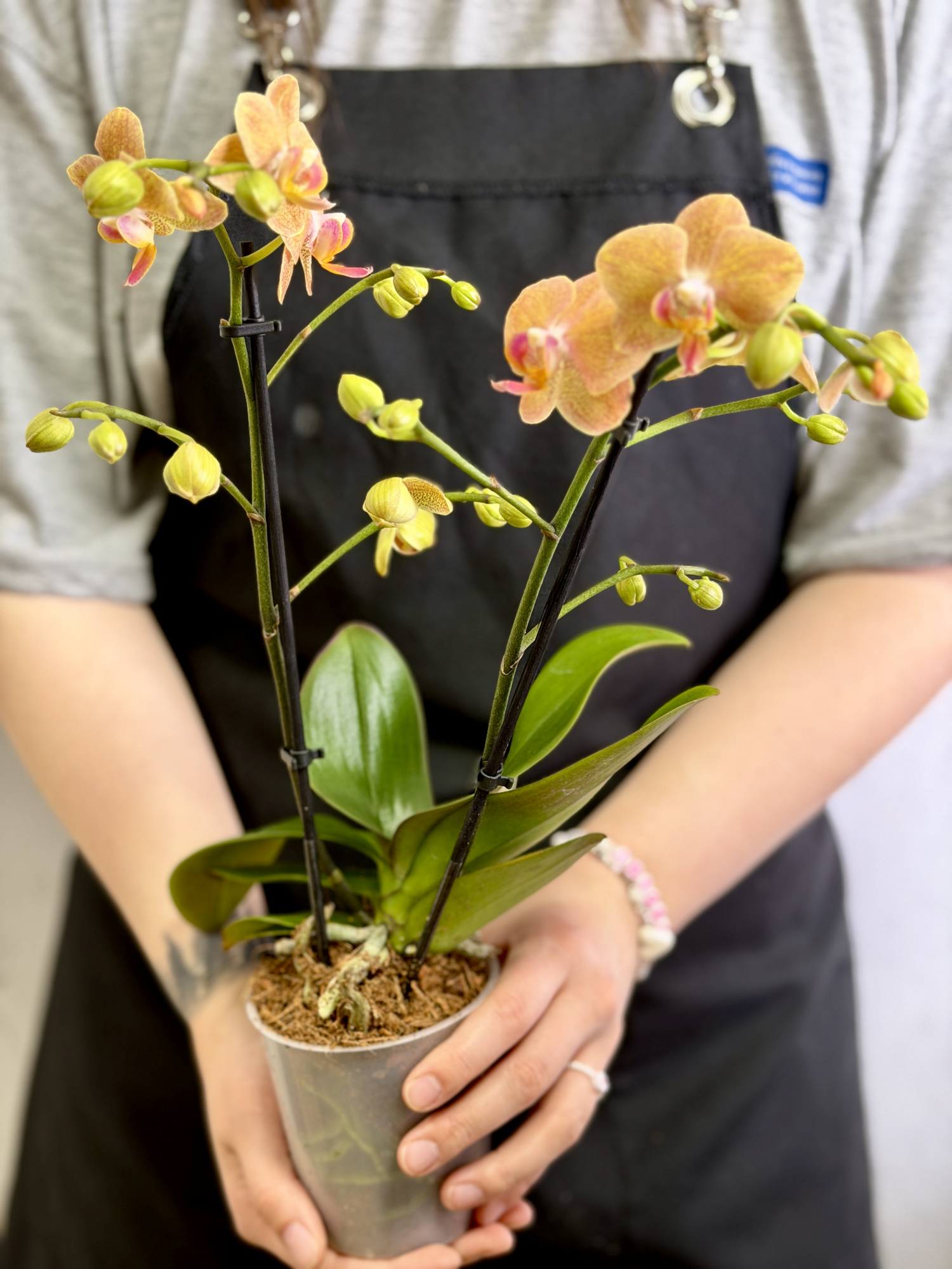 Фаленопсис Голдраш (Phalaenopsis Goldrush) D9см