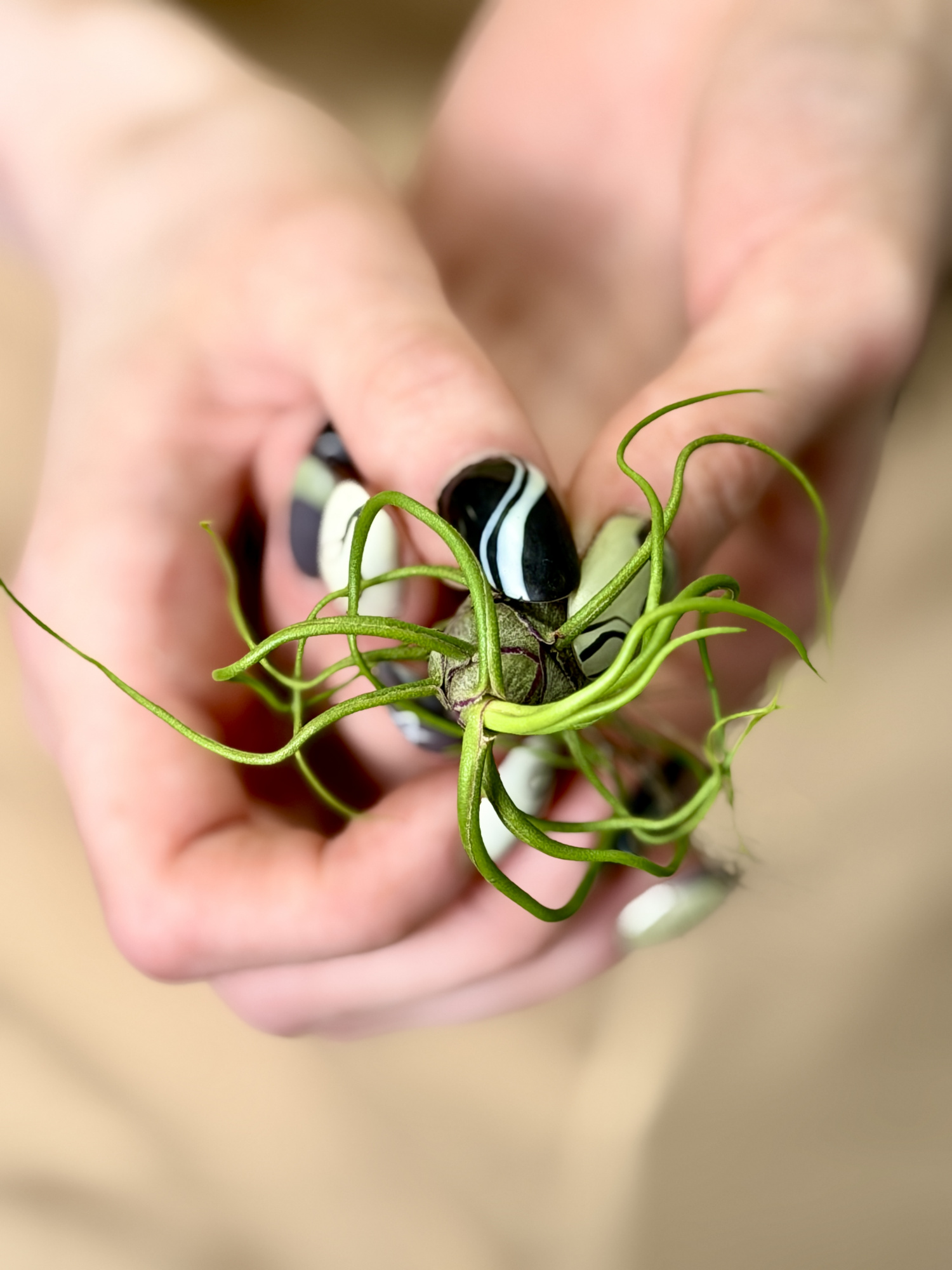Тилландсия Бульбовидная Мини (Tillandsia Bulbosa Mini)