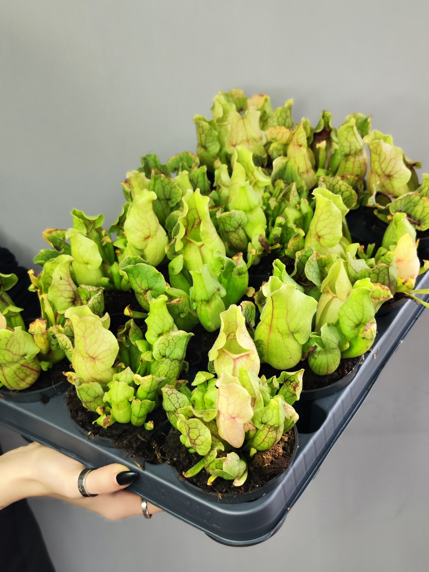 Саррацения Монтана (Sarracenia Montana) D9см