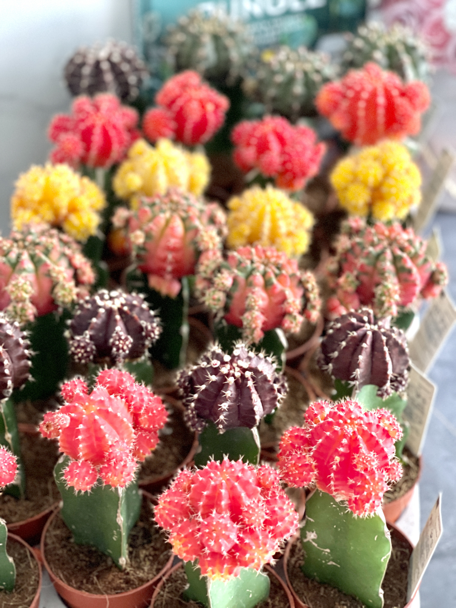 Гимнокалициум Михановича Микс (Gymnocalycium Mihanovichii Mix) D9см